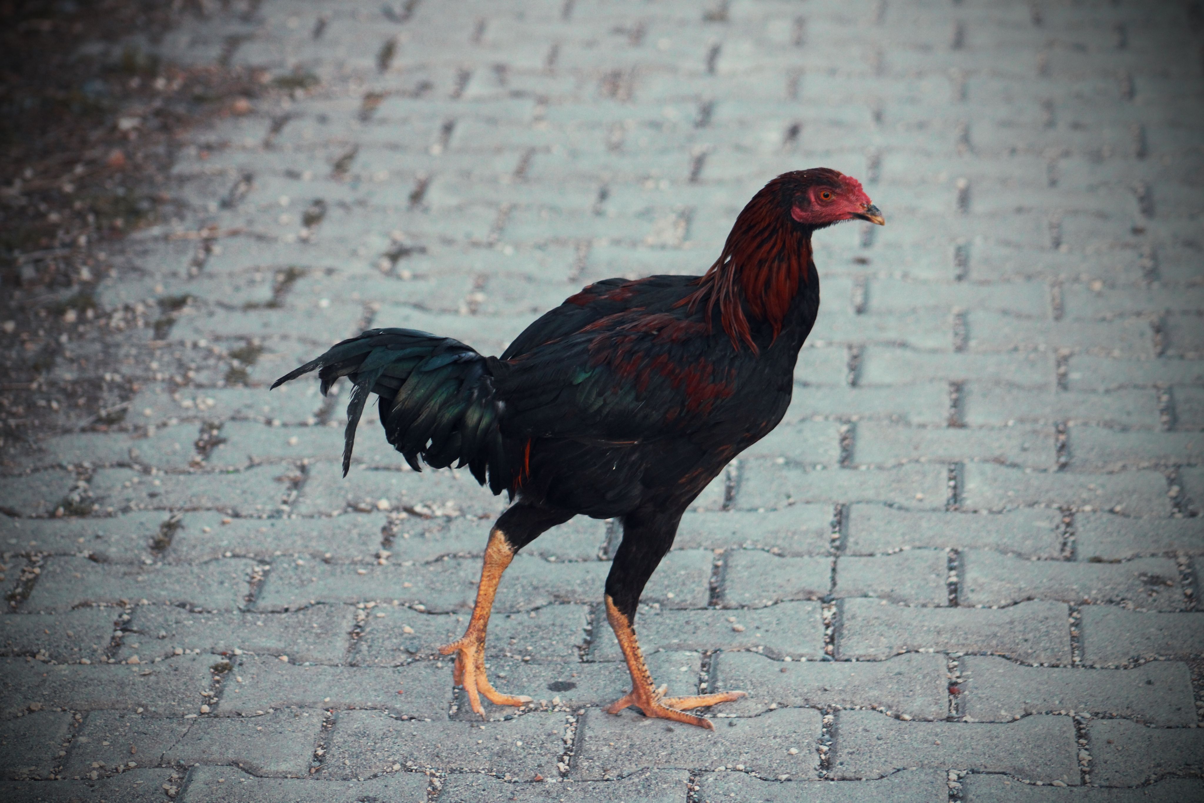 Vibrant rooster standing outdoors on a paved brick path during the day.