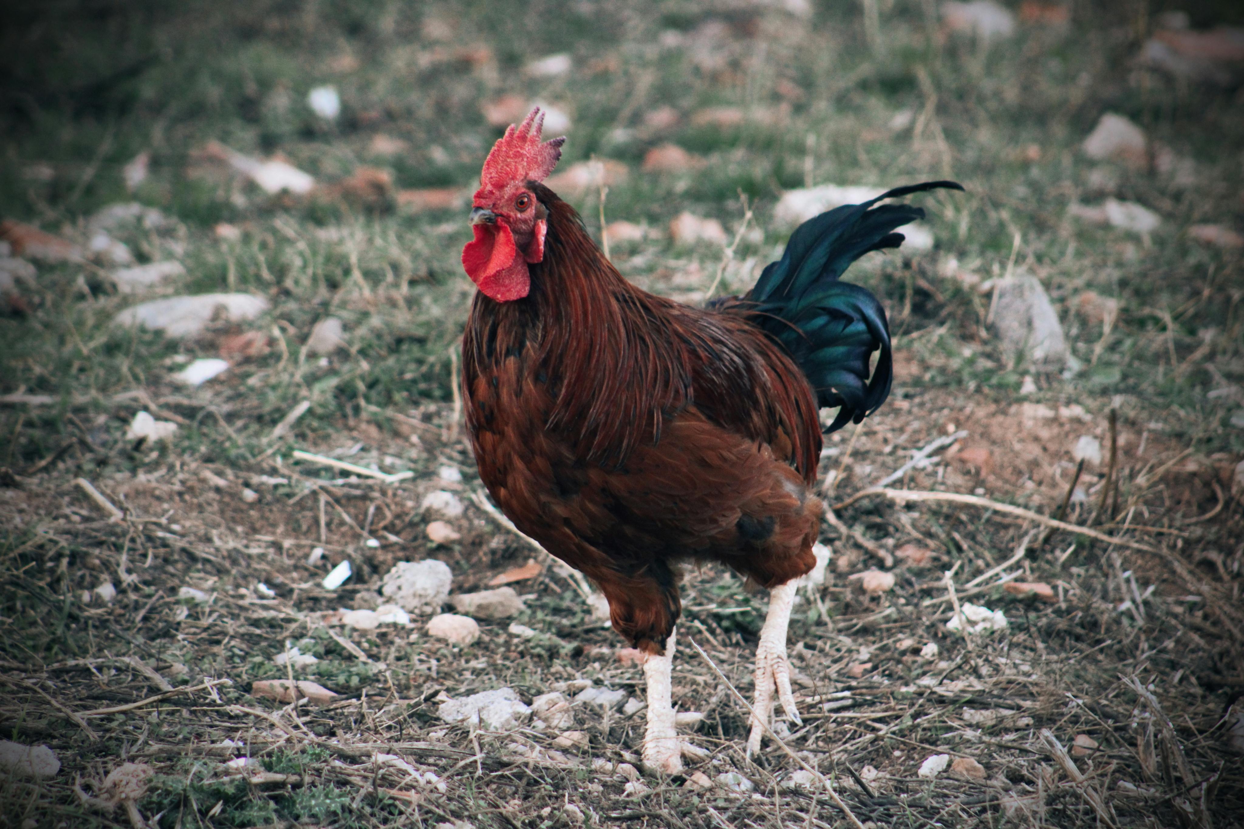 Colorful rooster standing in a natural outdoor setting, displaying vibrant plumage.