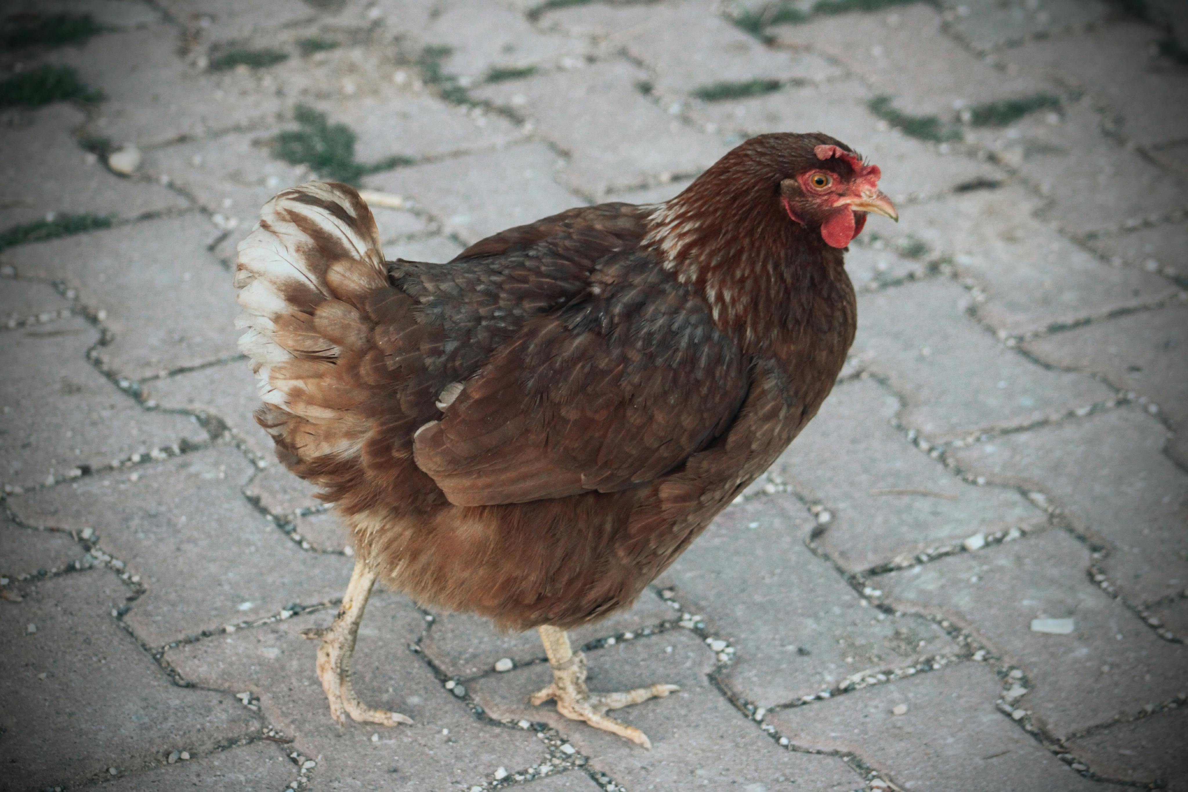 Brown chicken walking on a cobblestone path, showcasing natural feathers and textures.