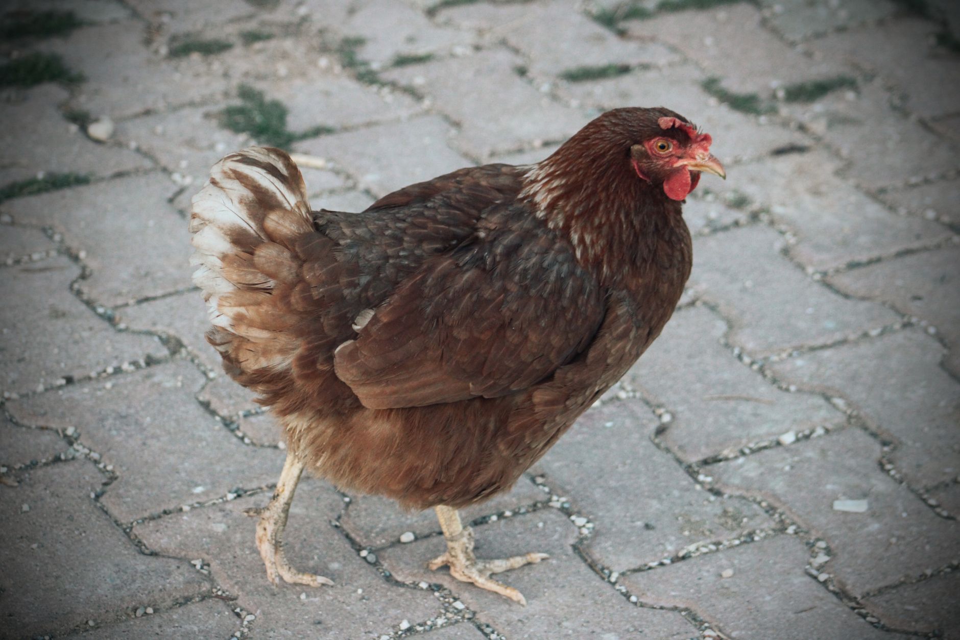 Brown chicken walking on a cobblestone path, showcasing natural feathers and textures.