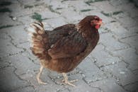 Close-up of a Brown Chicken on a Cobblestone Path