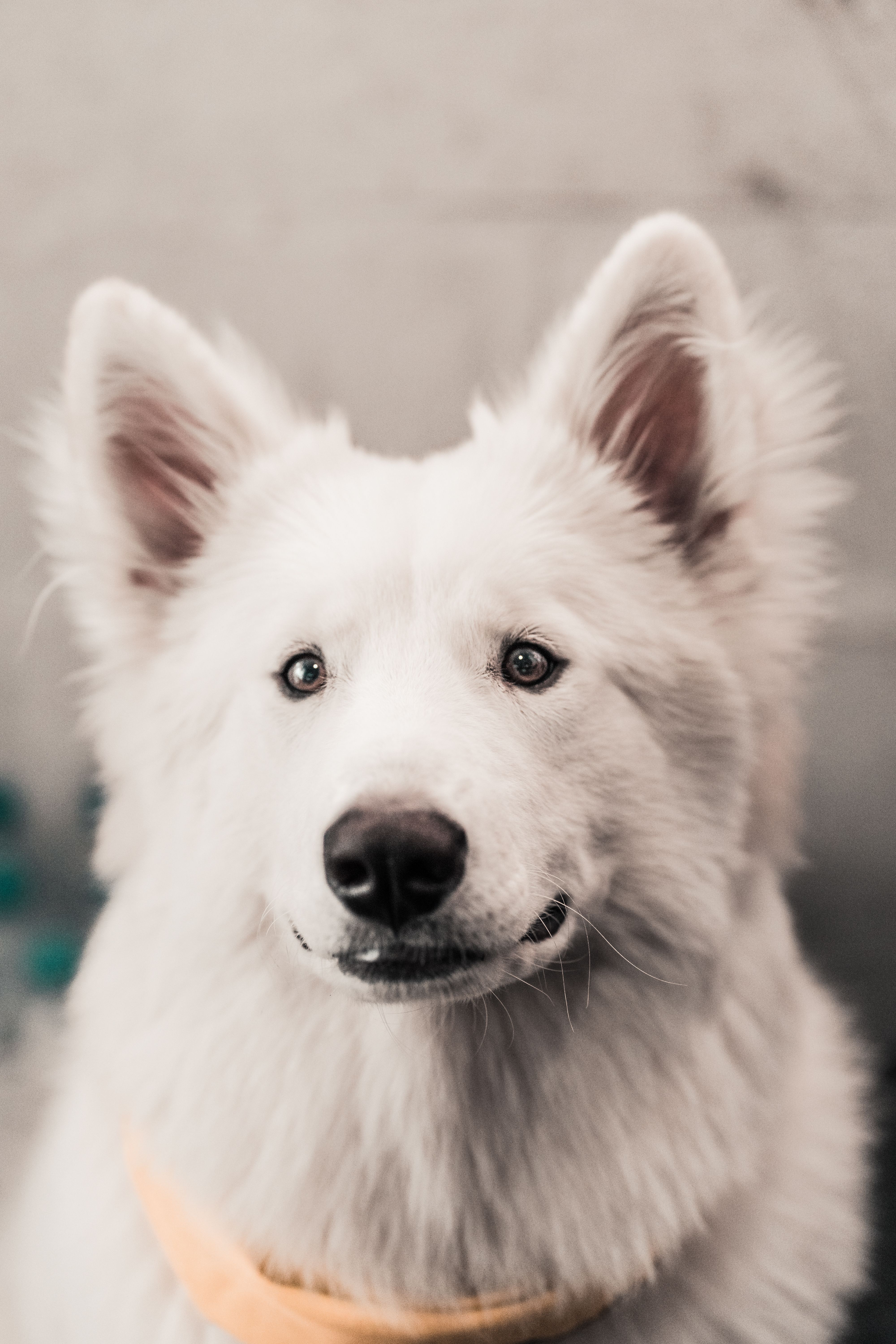 Foto Stok Gratis Tentang Anak Anjing Anjing Anjing Eskimo
