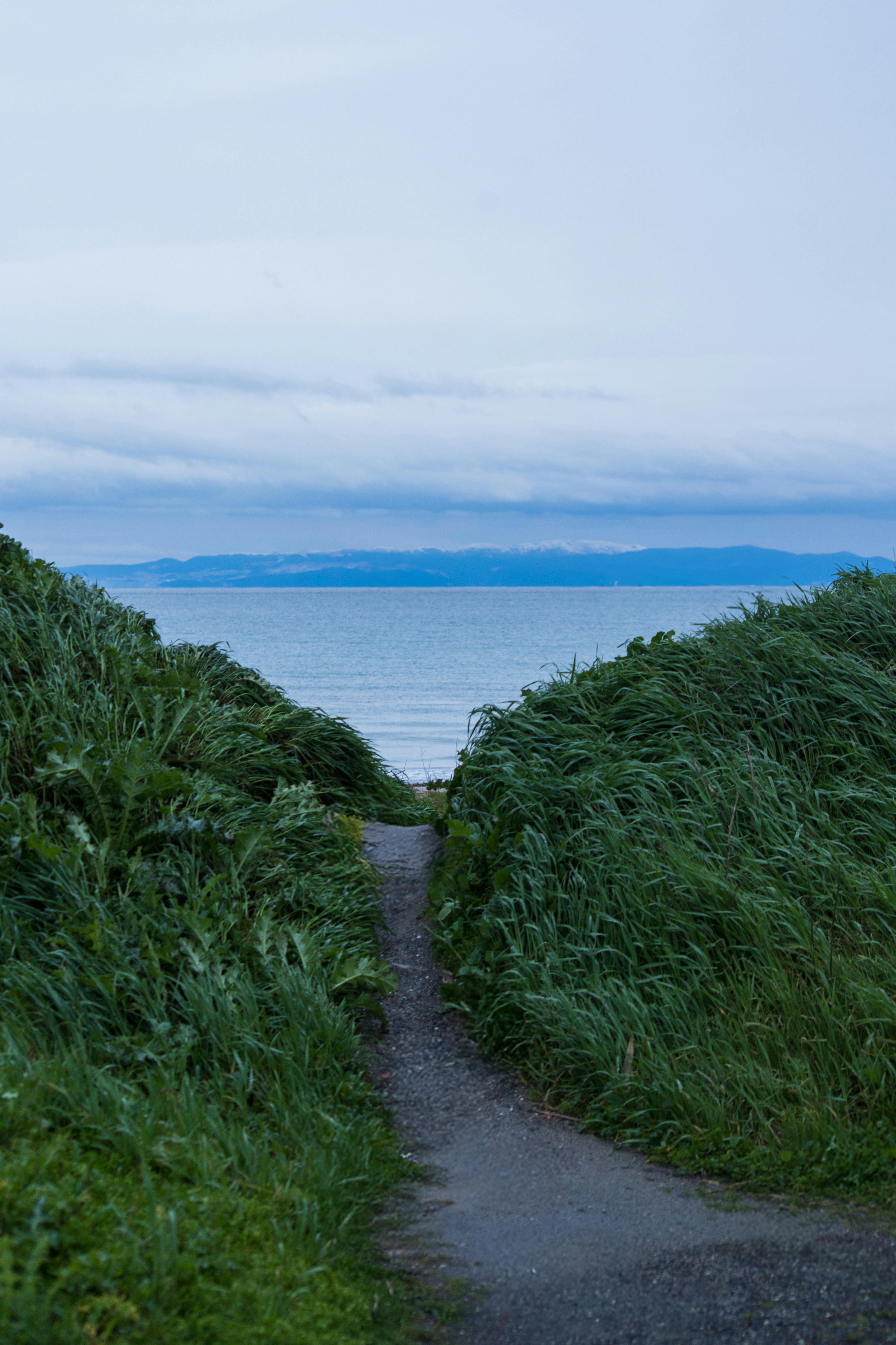Gratis En rolig sti omgivet af grønne områder, der fører ned til havet. Lagerfoto