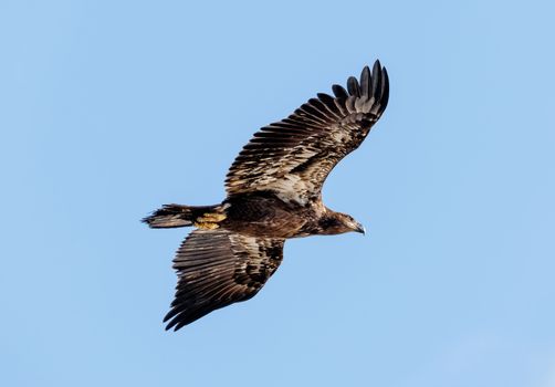 eagle photo