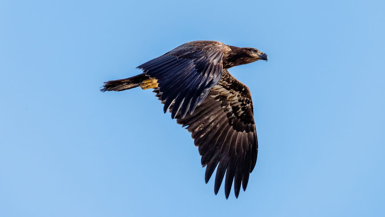 Majestic Eagle in Flight Against Clear Sky · Free Stock Photo