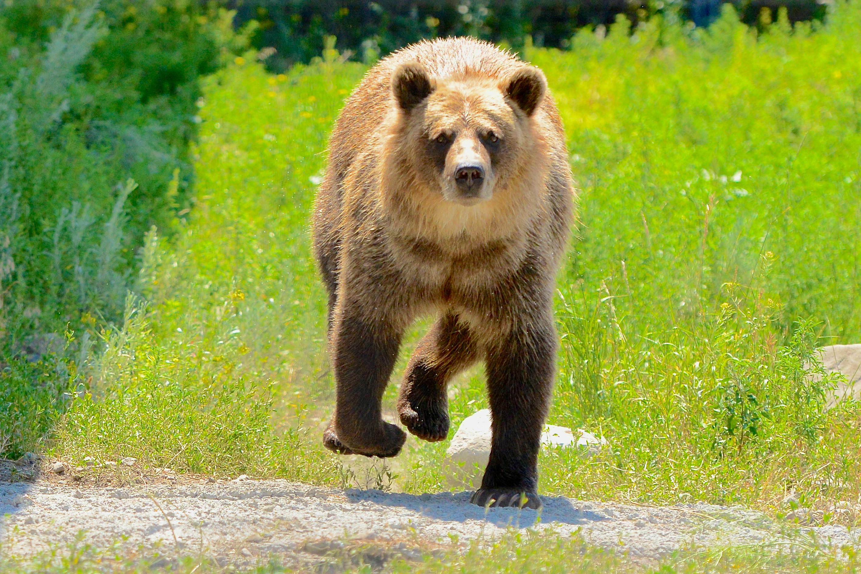 Bear Greg - Extended Vacation On Trantor