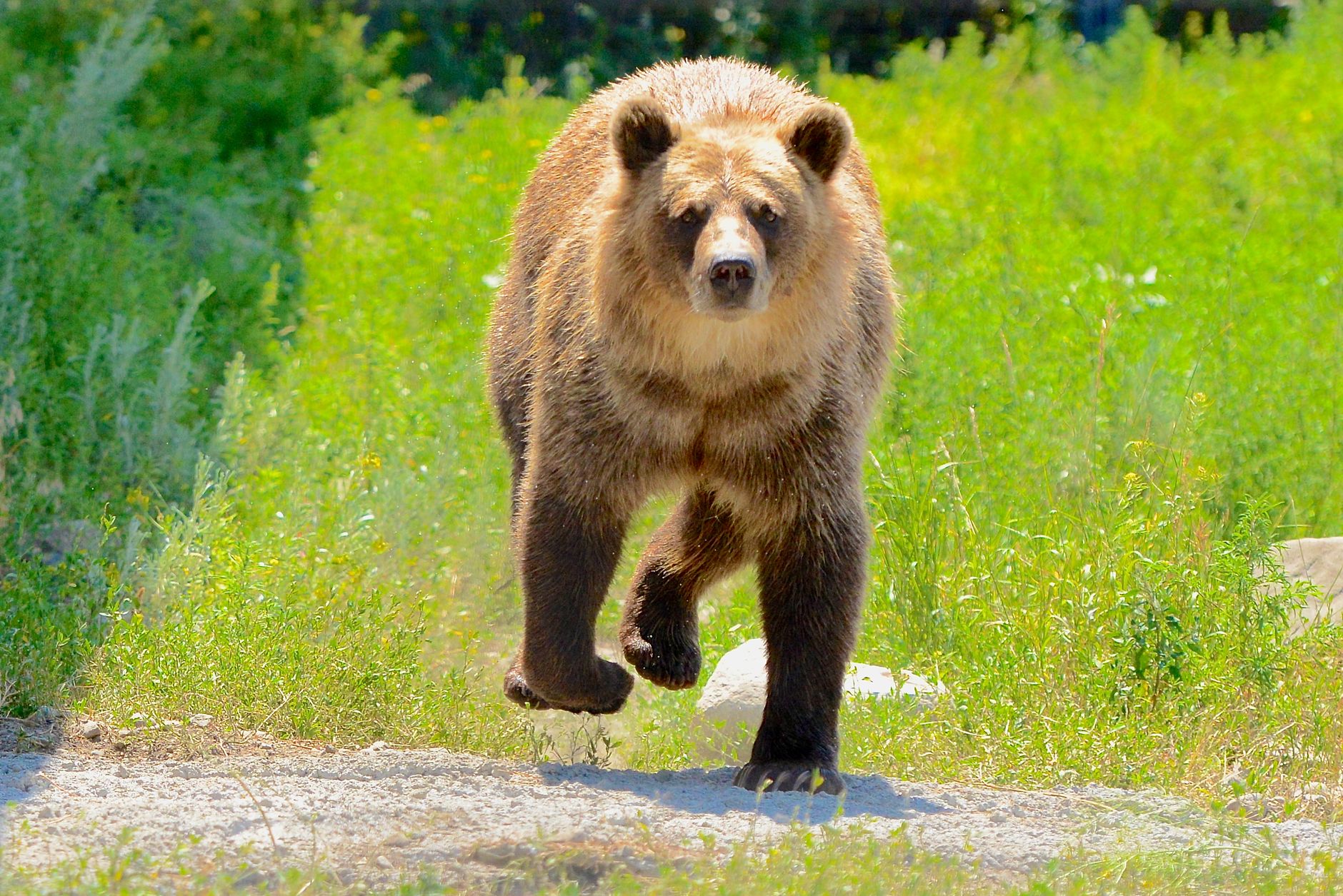 The Bear Season 5
