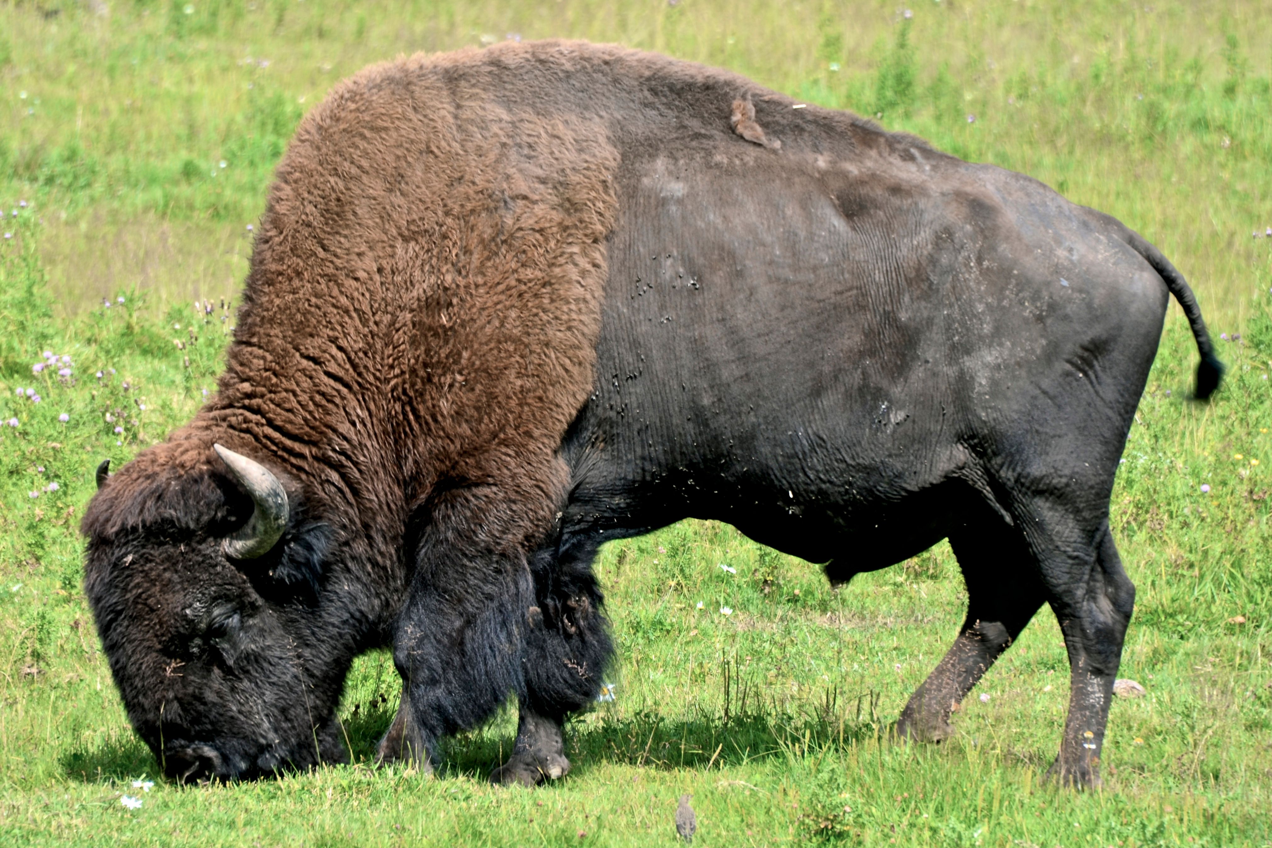 Bison grazing peacefully in a green meadow during the day.
