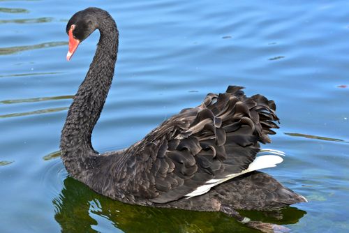 Free A beautiful black swan gracefully glides on a tranquil lake, showcasing its elegant plumage. Stock Photo