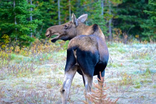 Close-up of a moose in a forest meadow during the day, showcasing wildlife beauty.
