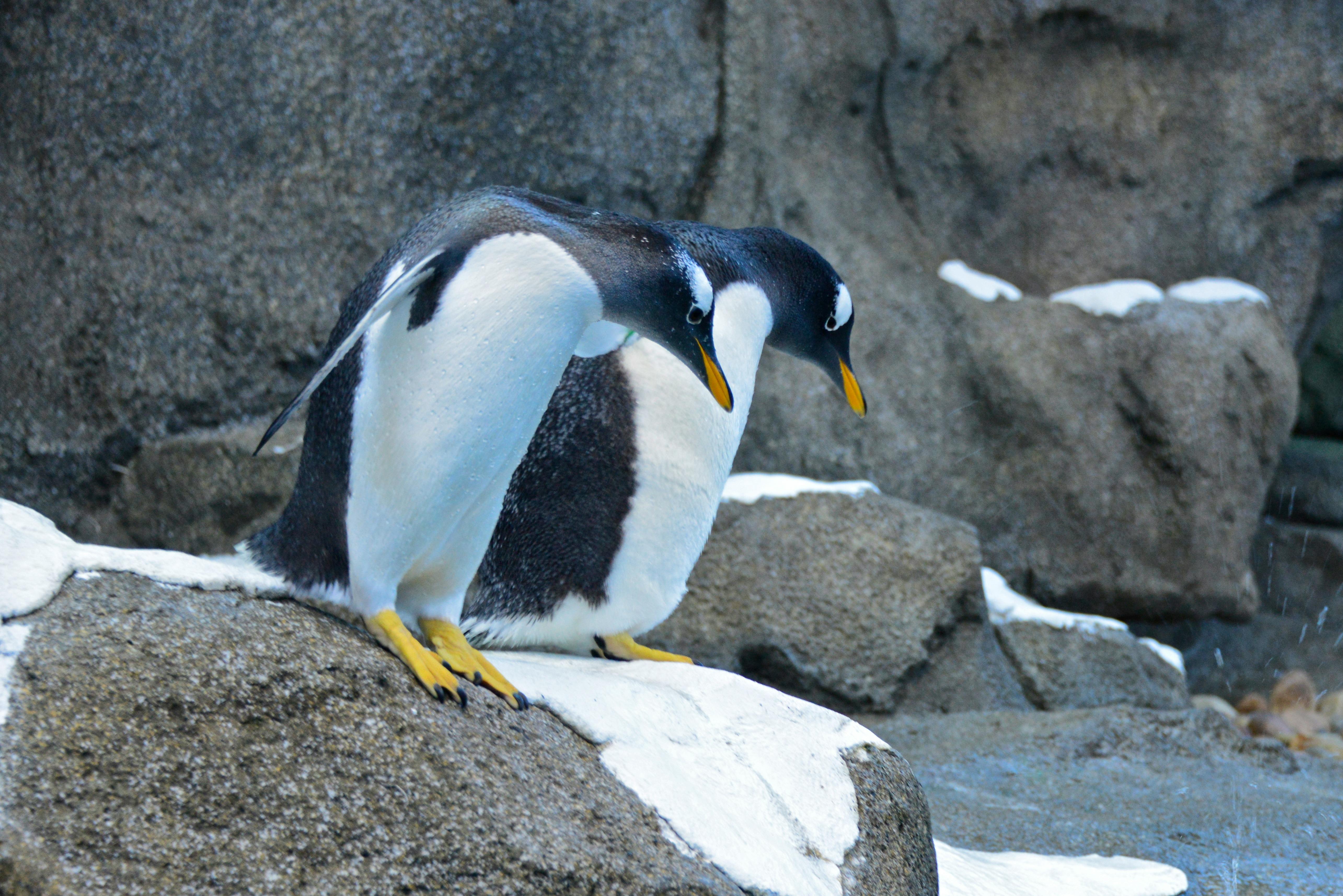 Gratis Et par gentoo-pingviner står på klippefyldt terræn og viser deres karakteristiske sort-hvide kroppe og orange næb. Lagerfoto