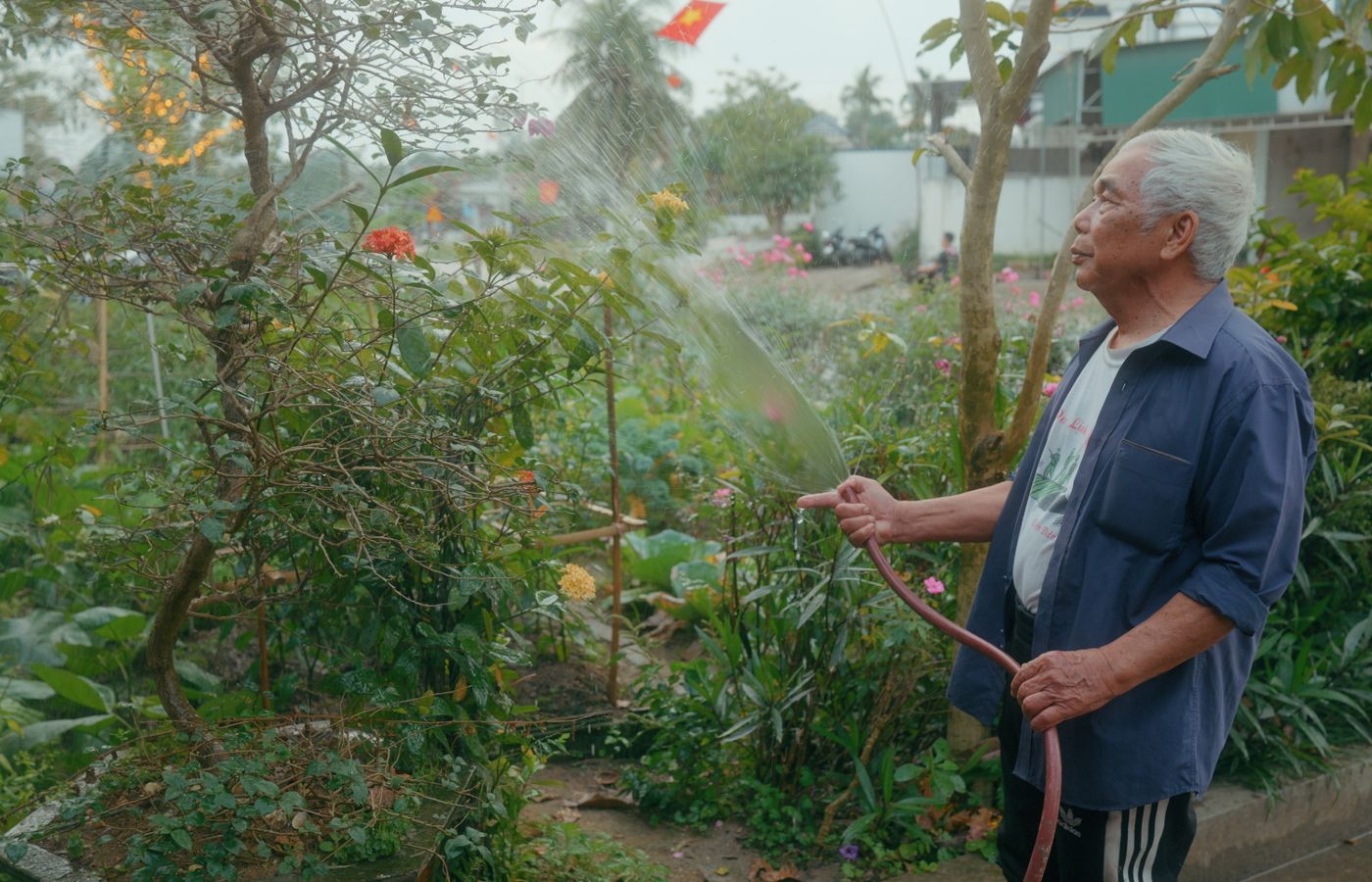 An older man watering plants in a sunny garden.