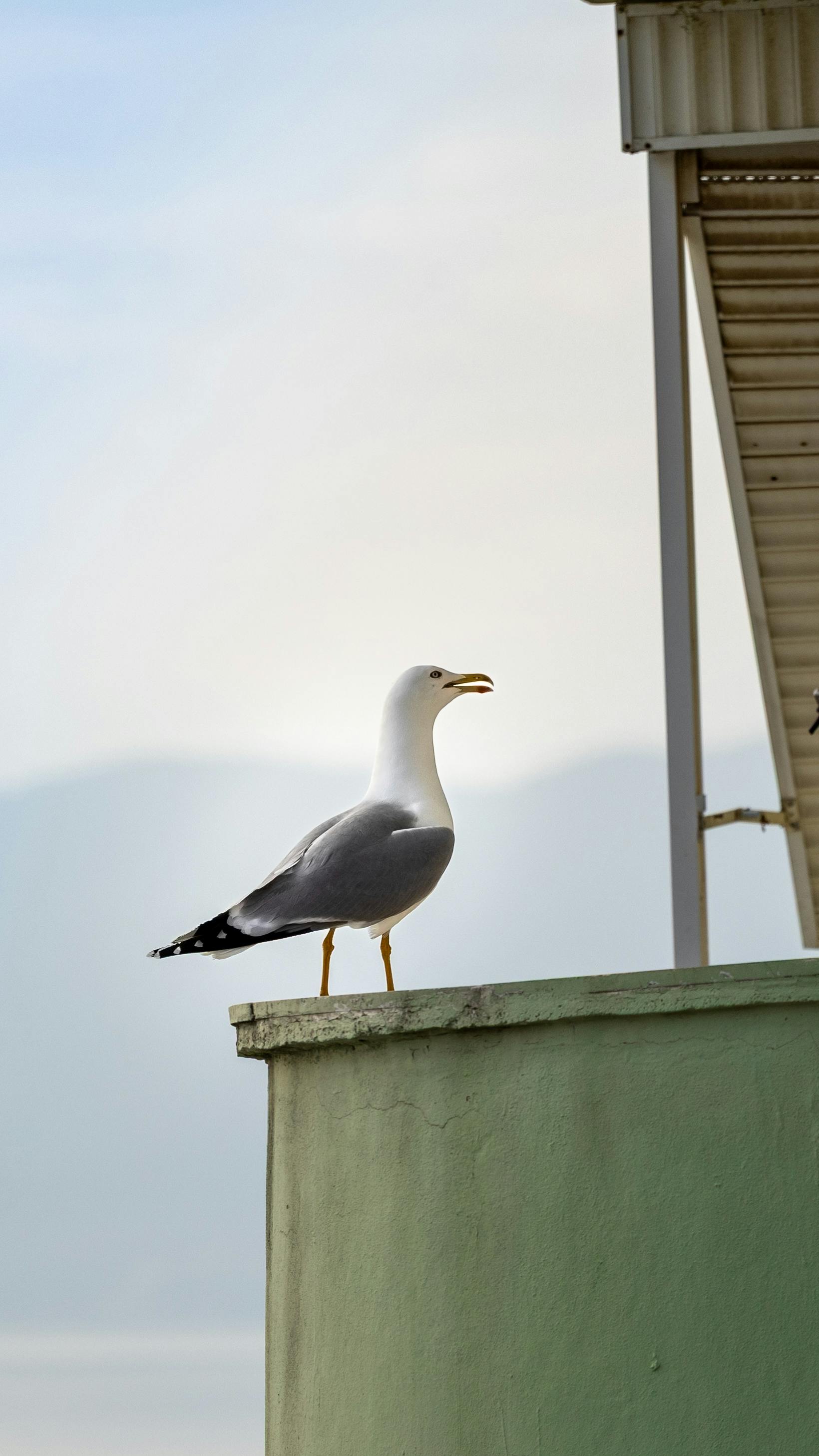 Gratis arkivbilde med åpen, arkitektur, årstid Arkivbilde