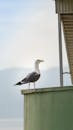 Seagull on Rooftop in Gemlik, Türkiye