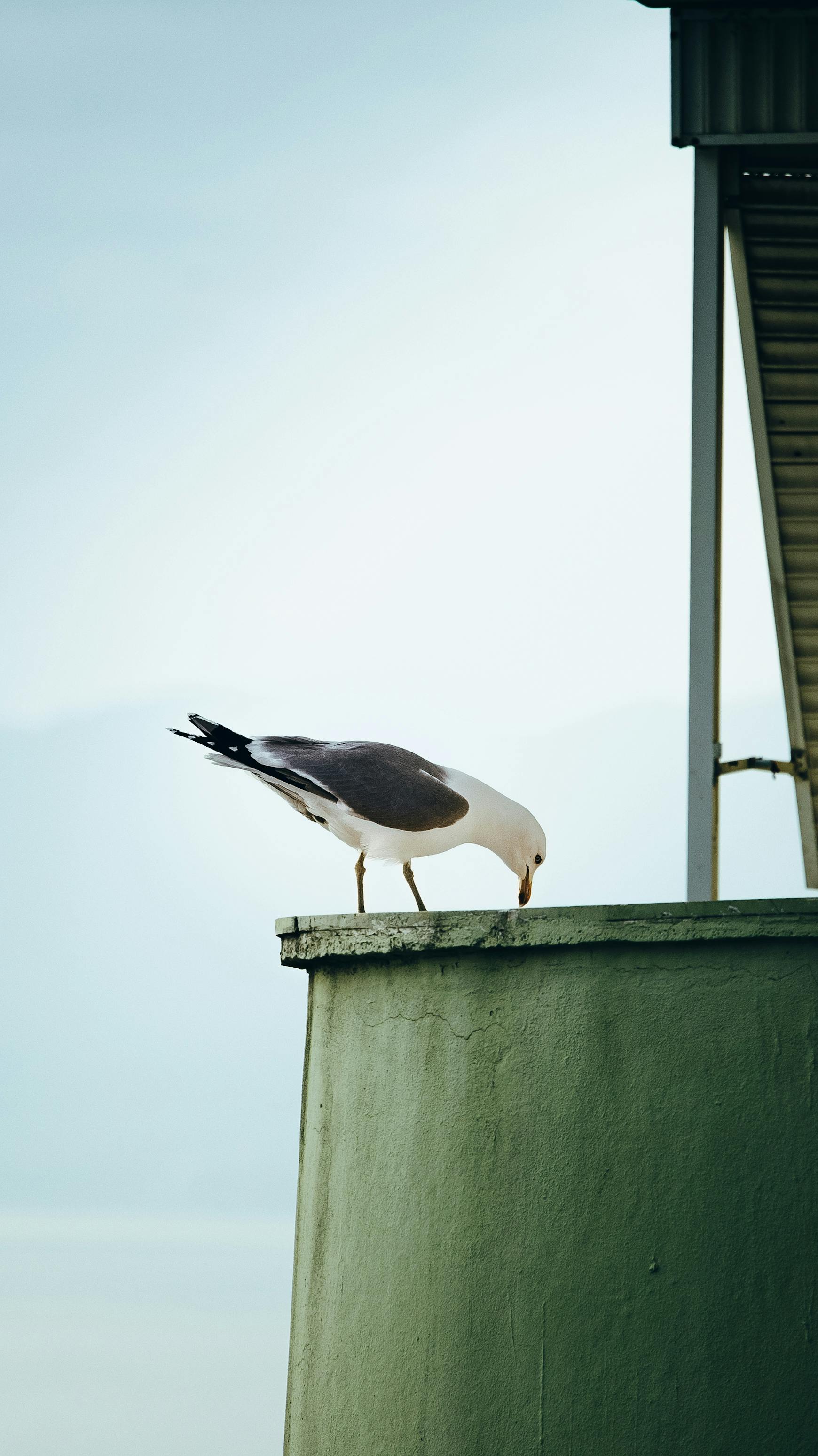 Gratis Seekor burung camar bertengger di tepian atap dengan latar langit yang tenang di Gemlik, Turki, yang diabadikan dalam gaya minimalis. Foto Stok