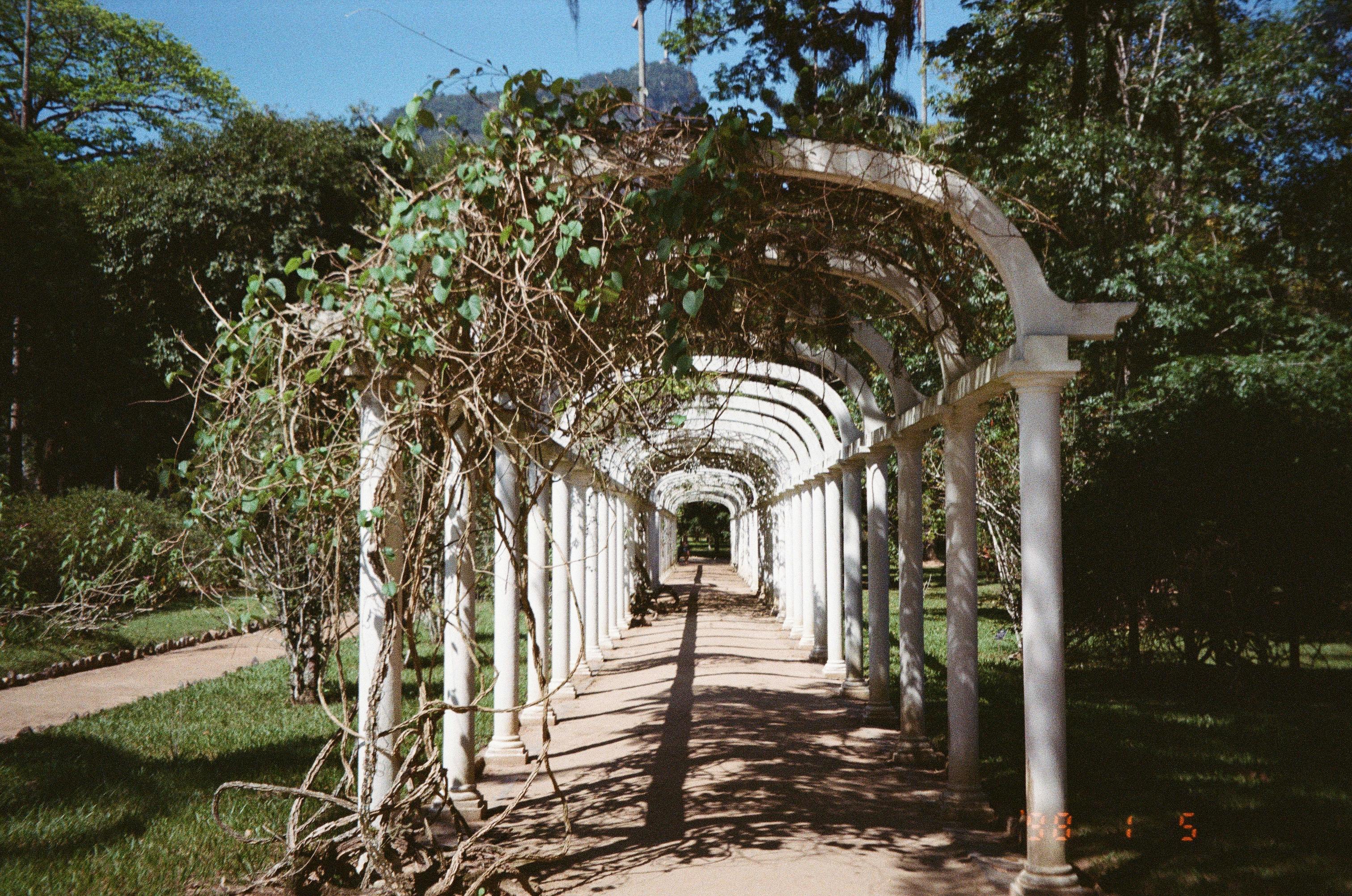 Gratis Un suggestivo arco all'aperto ricoperto da rigogliosi tralci di vite verdi sotto un cielo limpido. Foto a disposizione