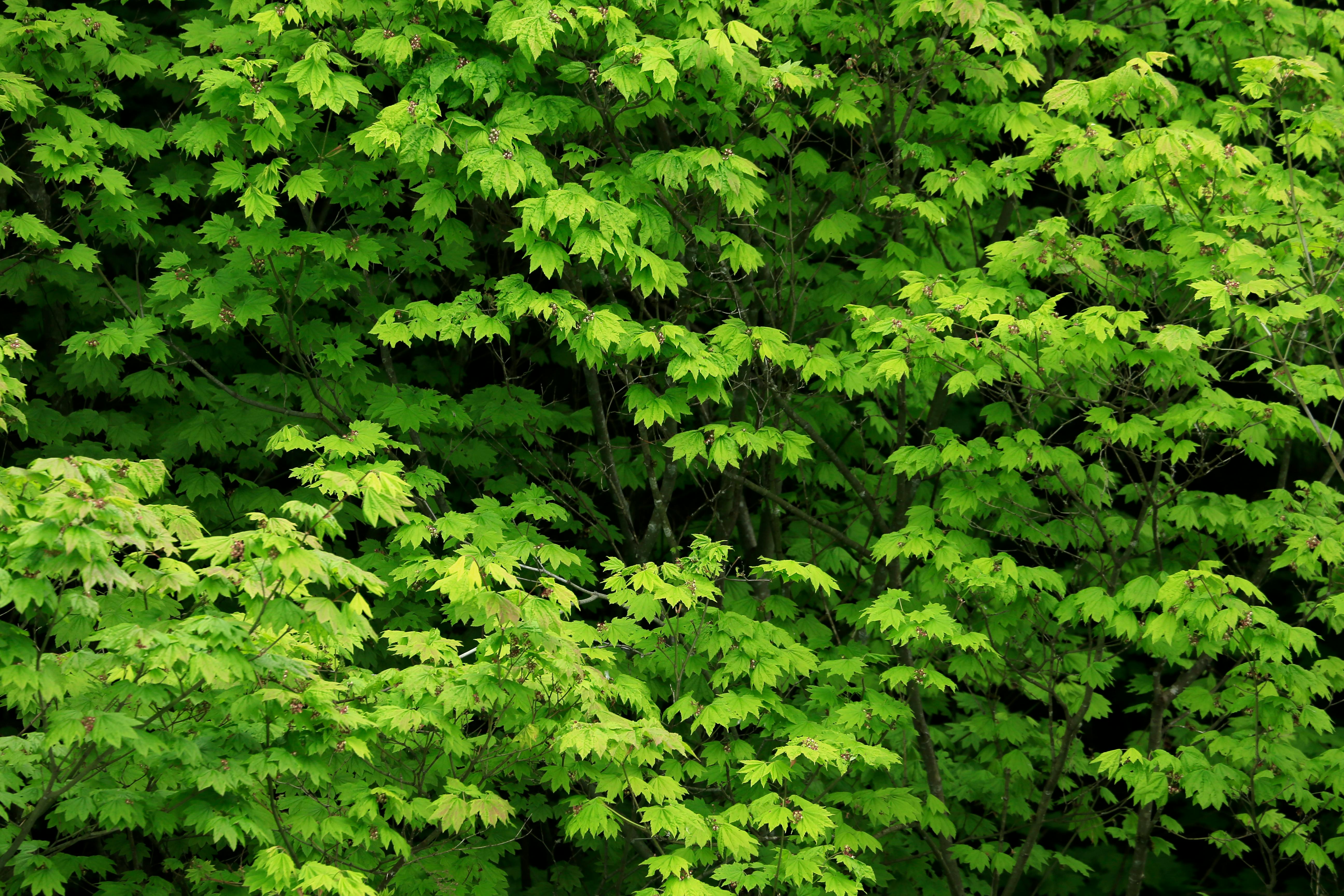 Free Vibrant green maple leaves create a dense foliage texture, perfect for nature backgrounds. Stock Photo