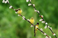 Yellow Birds Perched on Willow Branches