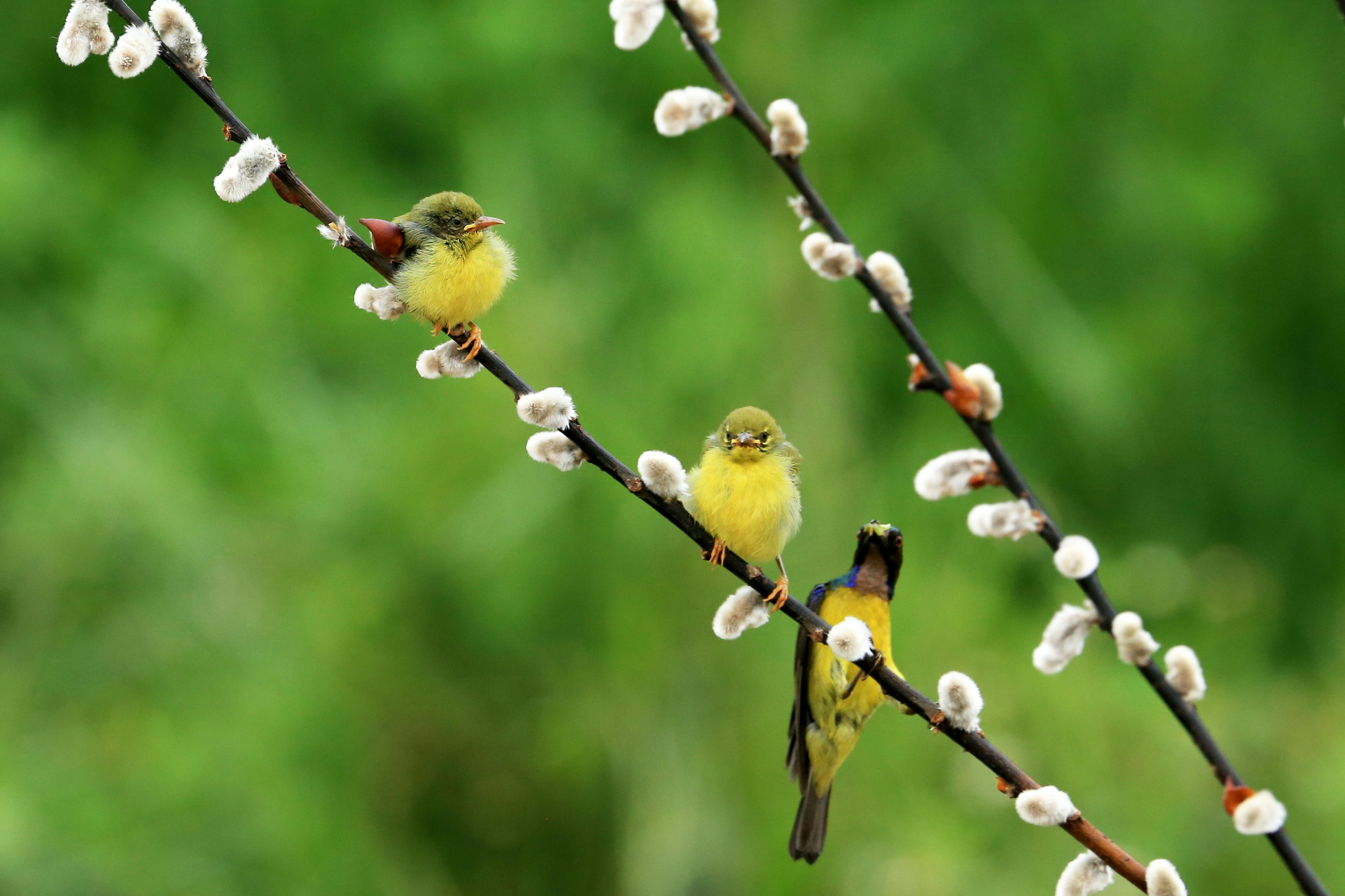 Yellow Birds Perched on Willow Branches
