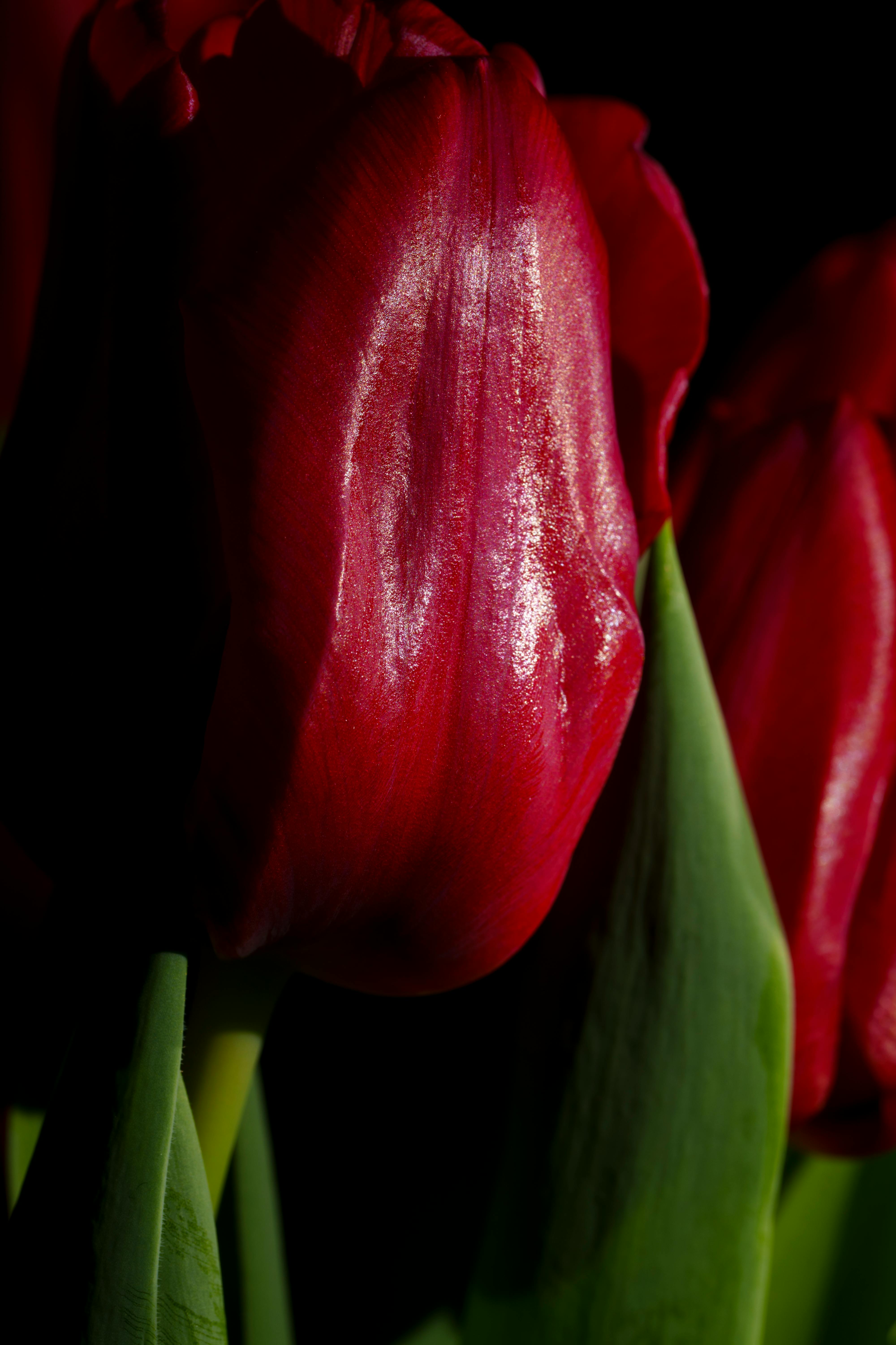 Bezpłatne Oszałamiające zbliżenie głęboko czerwonych płatków tulipana na ciemnym tle. Zdjęcie z galerii