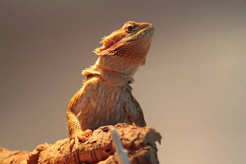 Foto profissional grátis de animal de estimação, dragão barbudo, lagarto