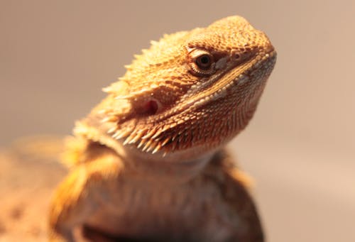 Foto profissional grátis de animal de estimação, dragão barbudo, lagarto