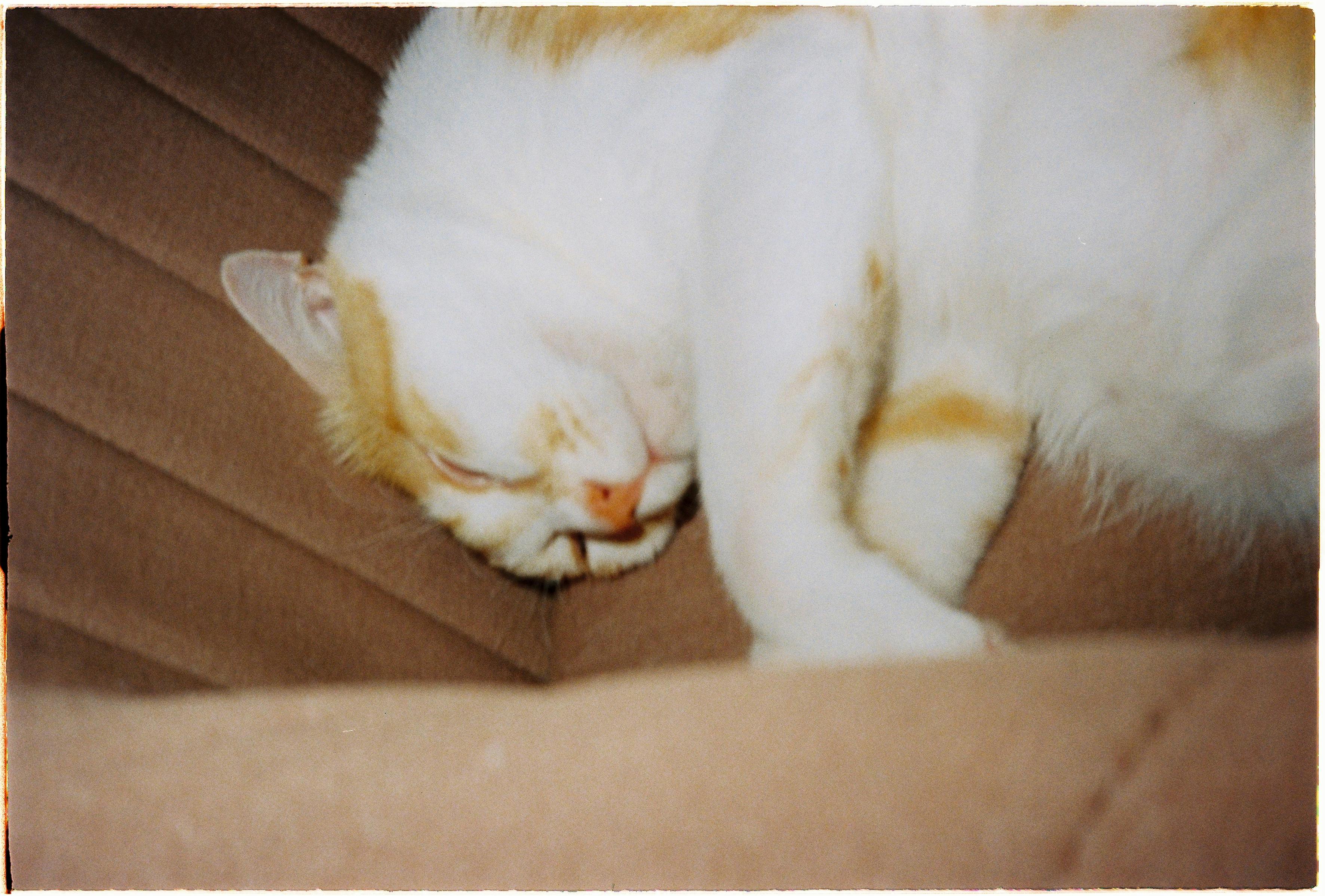 Gratis Kucing yang tenang sedang tidur di sofa di dalam ruangan, mengabadikan momen damai di Kota Ho Chi Minh. Foto Stok