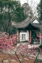 Serene Chinese Garden with Plum Blossoms in Spring