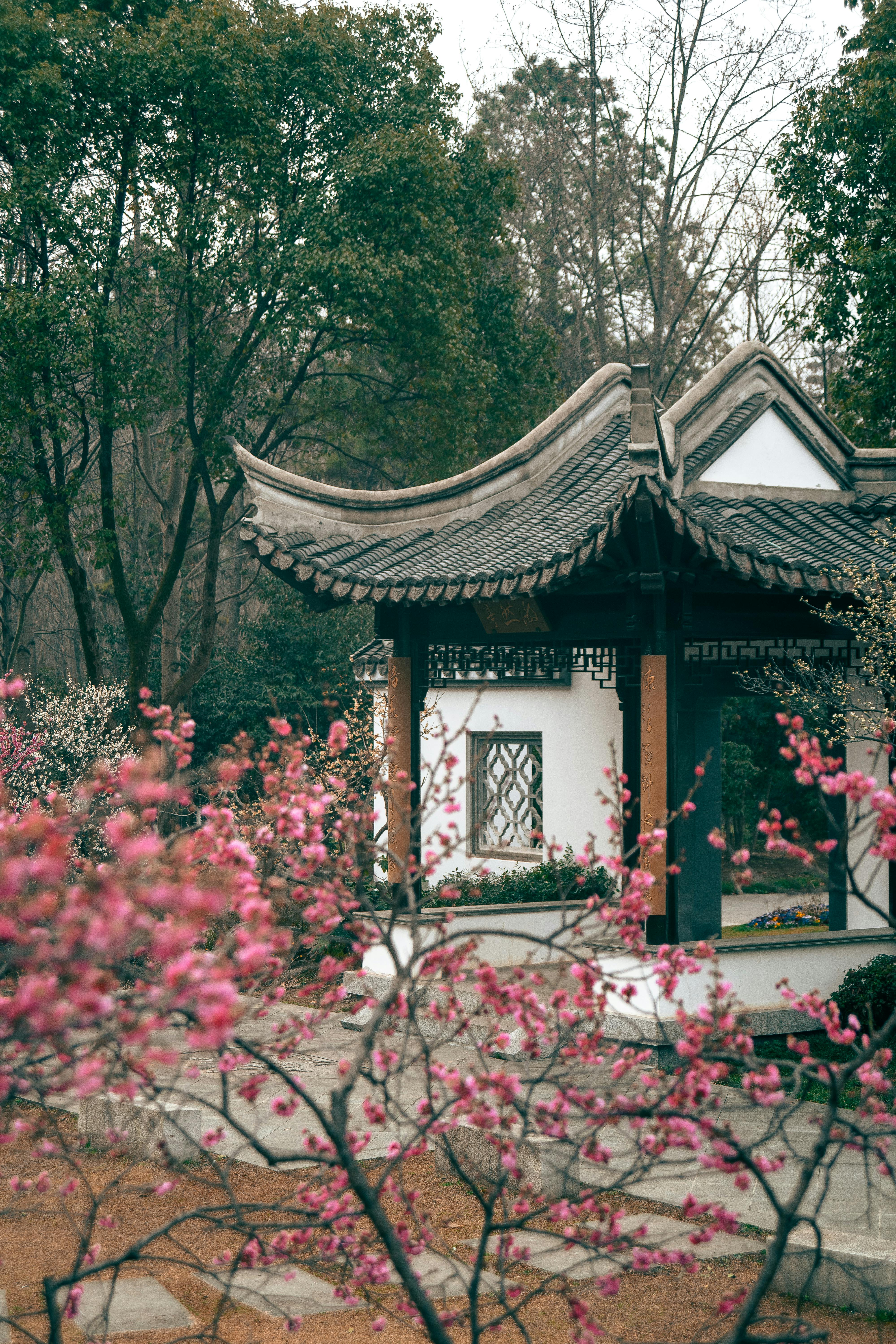 Serene Chinese Garden with Plum Blossoms in Spring