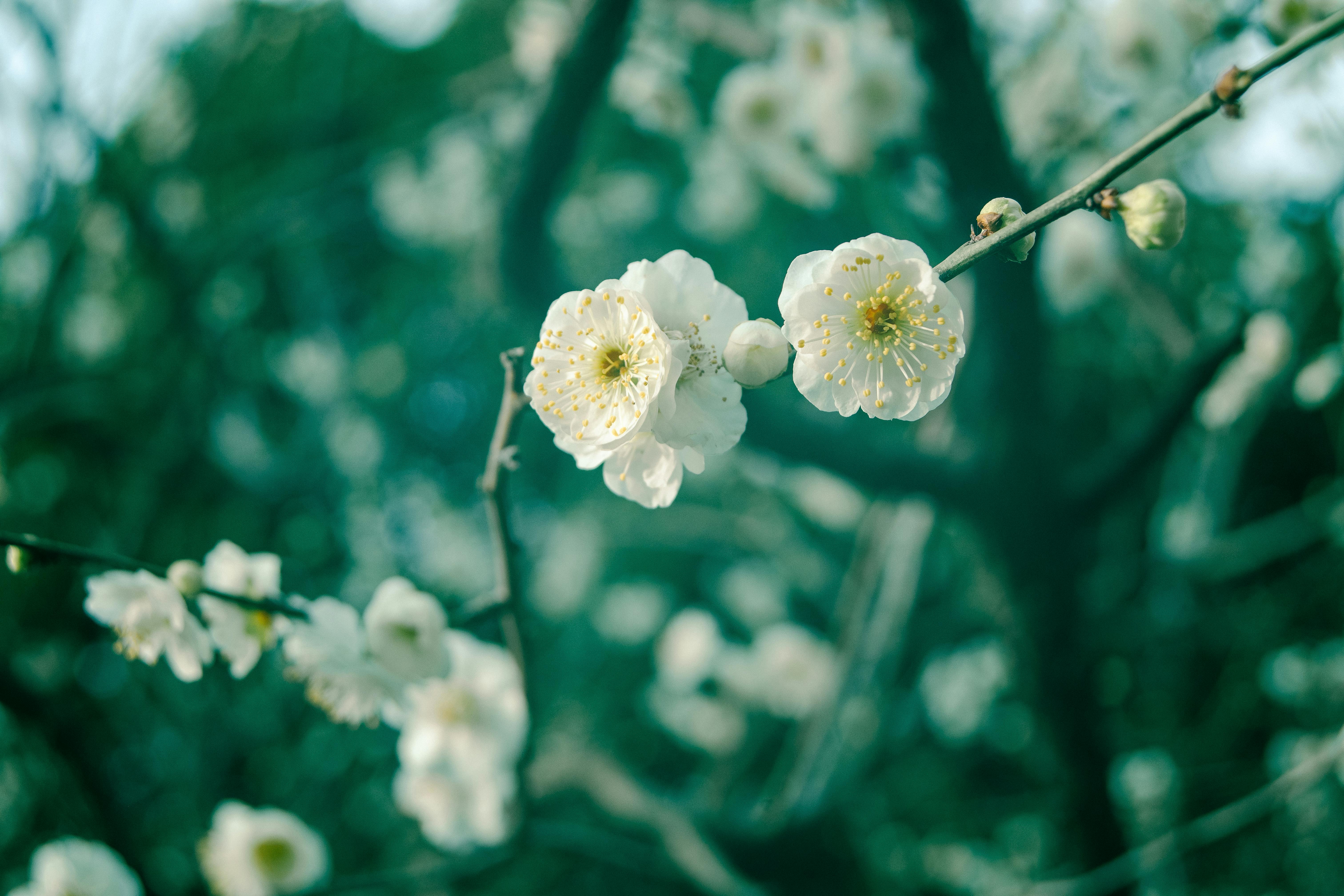 Delicate white plum blossoms blooming in Nanjing, China during springtime.
