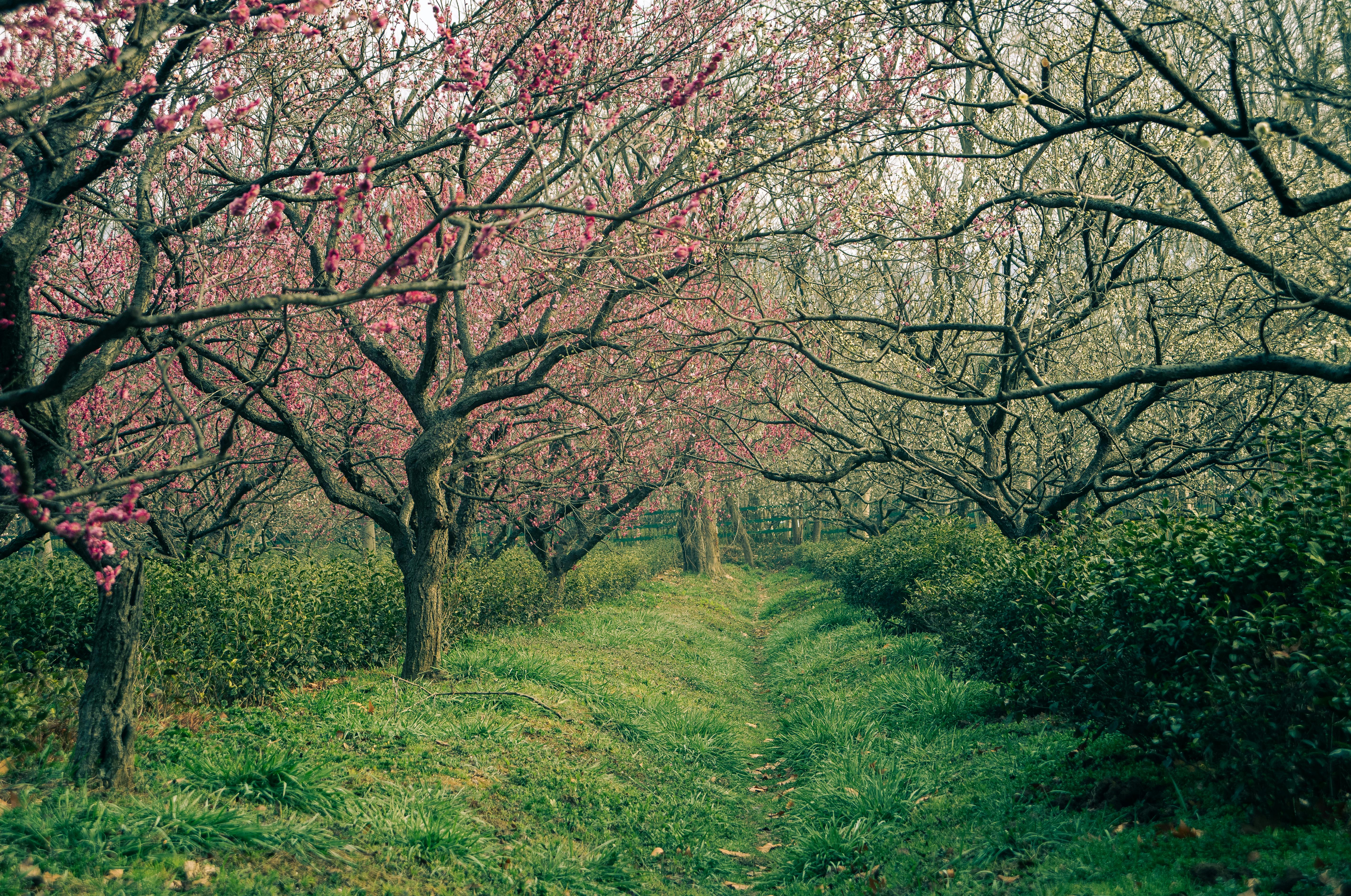 Gratis Idyllisk forårsscene med blommeblomster og tetræer i Nanjing, Kina. Lagerfoto
