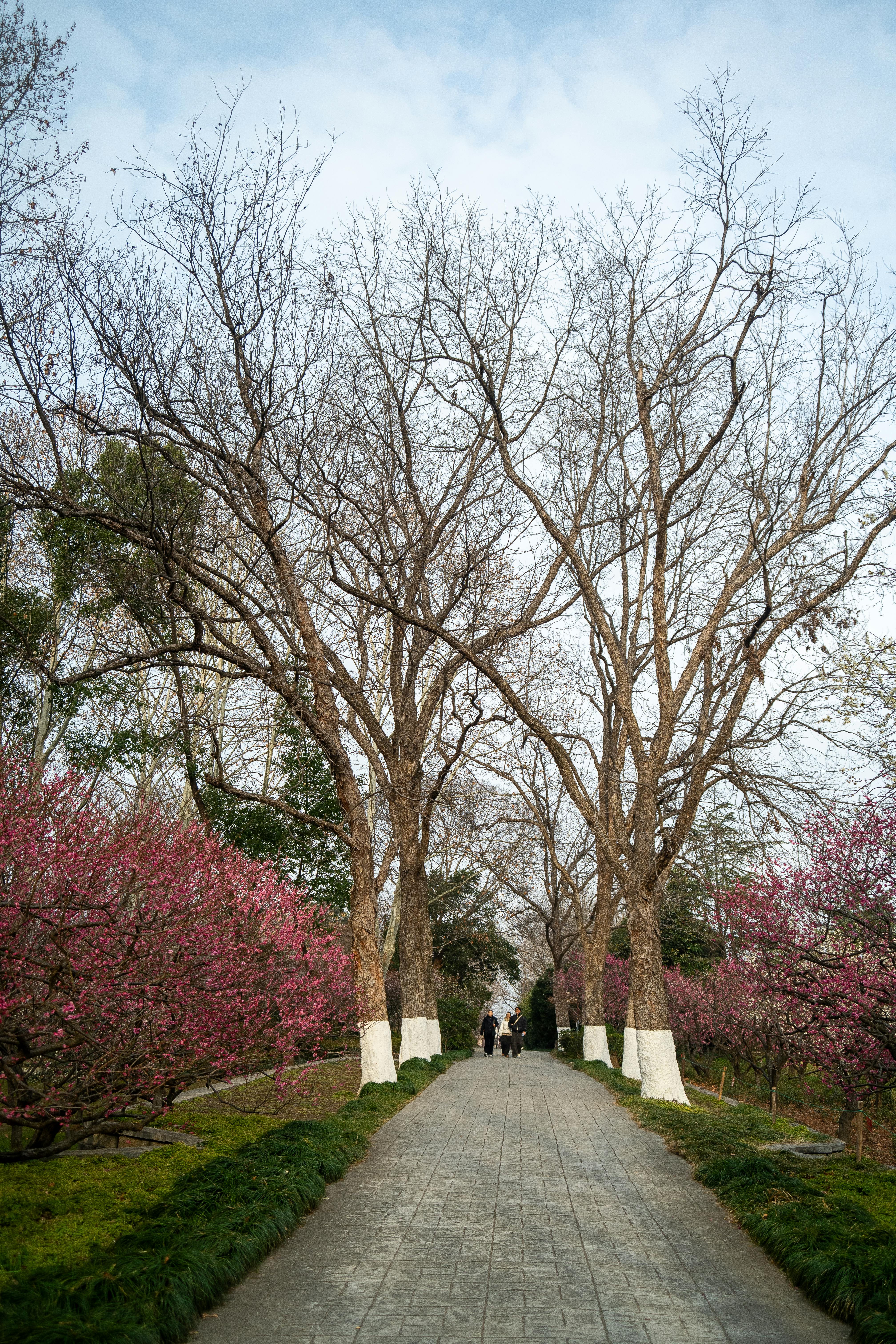 A serene pathway lined with blossoming plum trees in Nanjing during springtime.