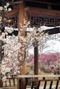 Elegant Plum Blossom Bloom in Traditional Chinese Garden