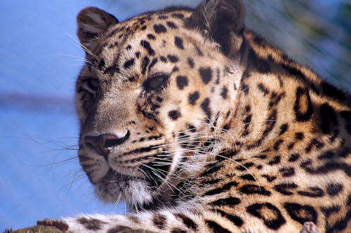 Foto profissional grátis de gato, gato selvagem, leopardo