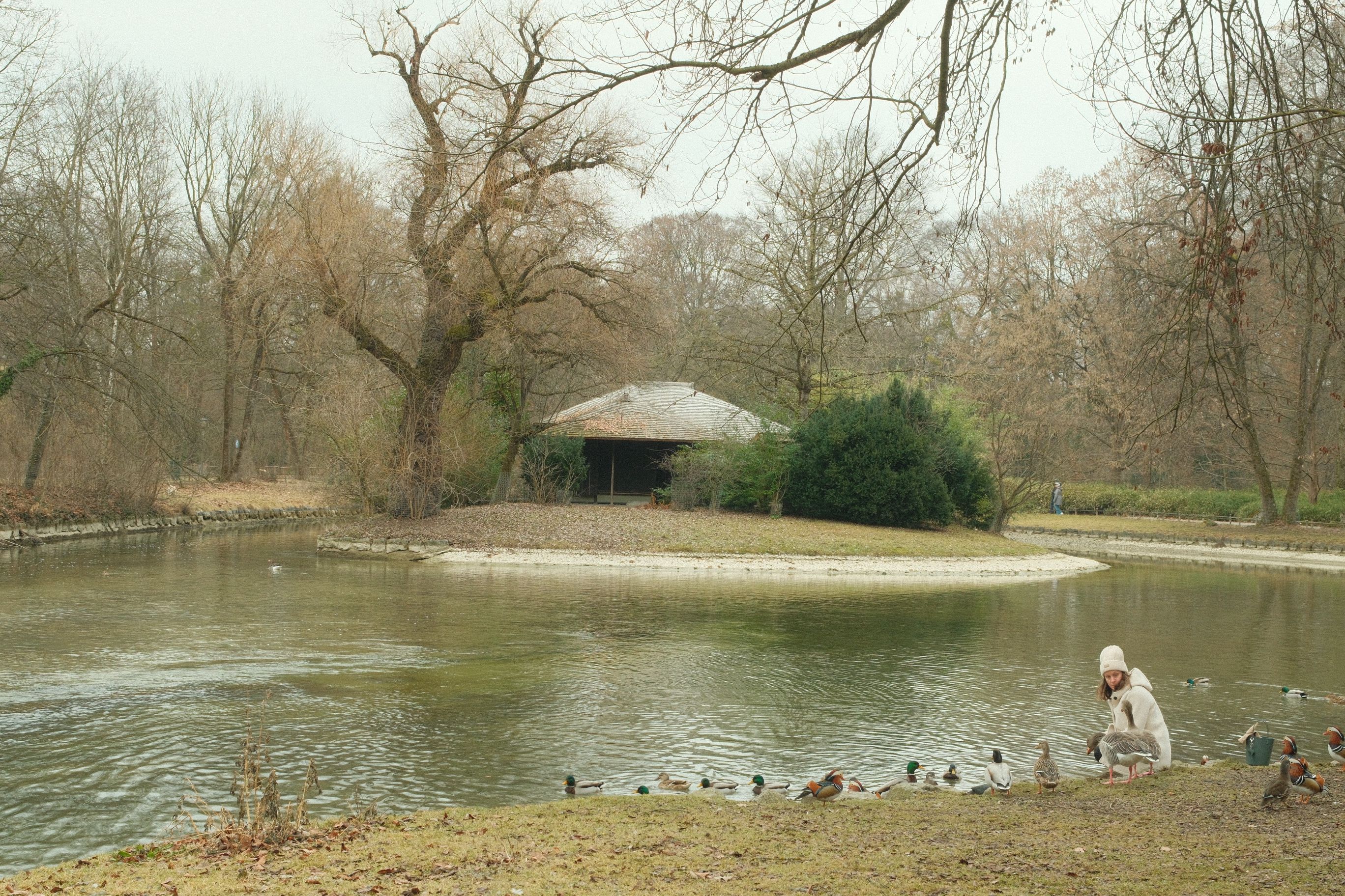 Pessoa alimentando patos junto a um lago em um parque, com árvores e uma construção ao fundo, em clima de tranquilidade e conexão com a natureza.