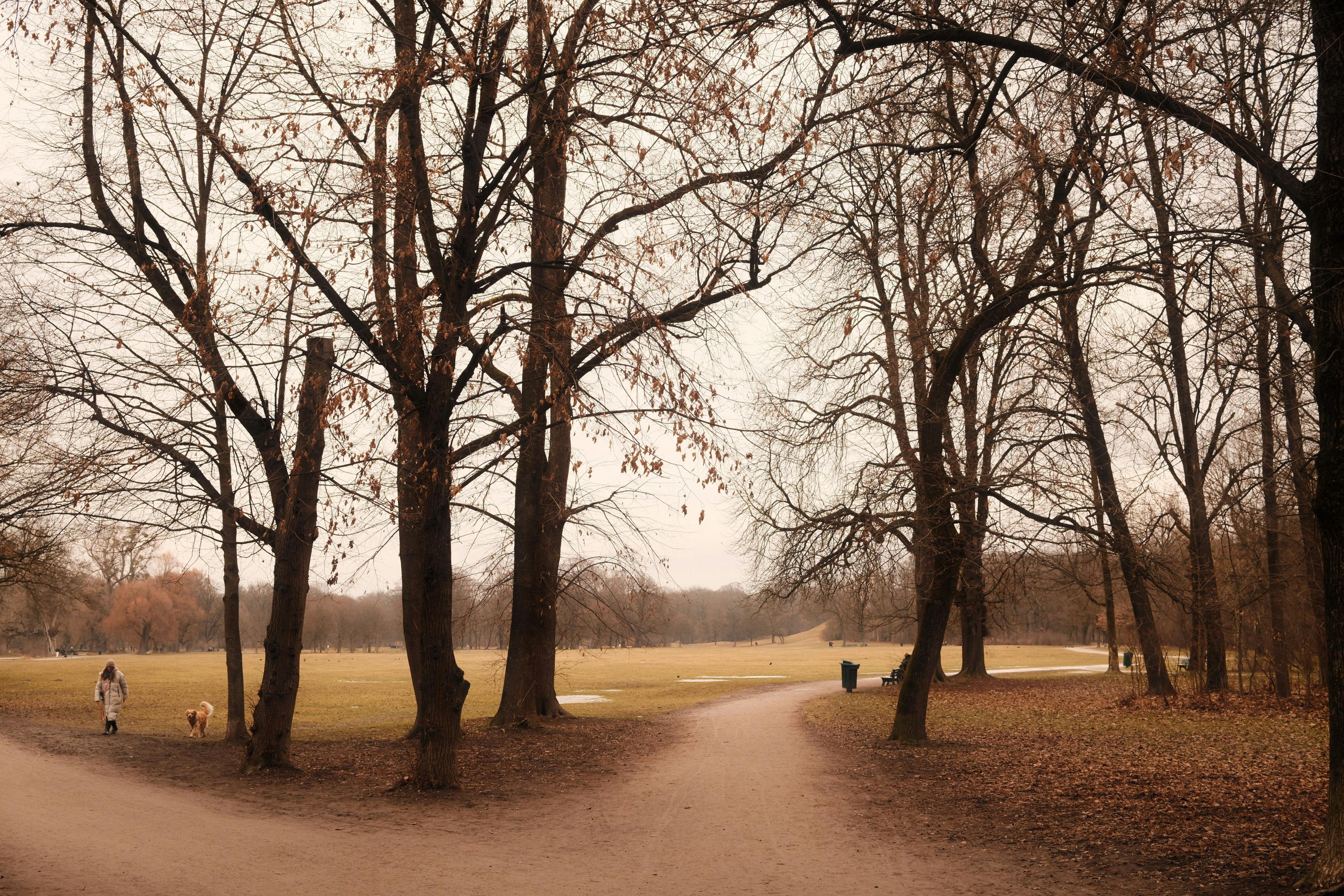 Kostenlos Ein friedlicher Wintermorgen in einem Münchner Park mit kahlen Bäumen und sanftem Sonnenlicht. Stock-Foto