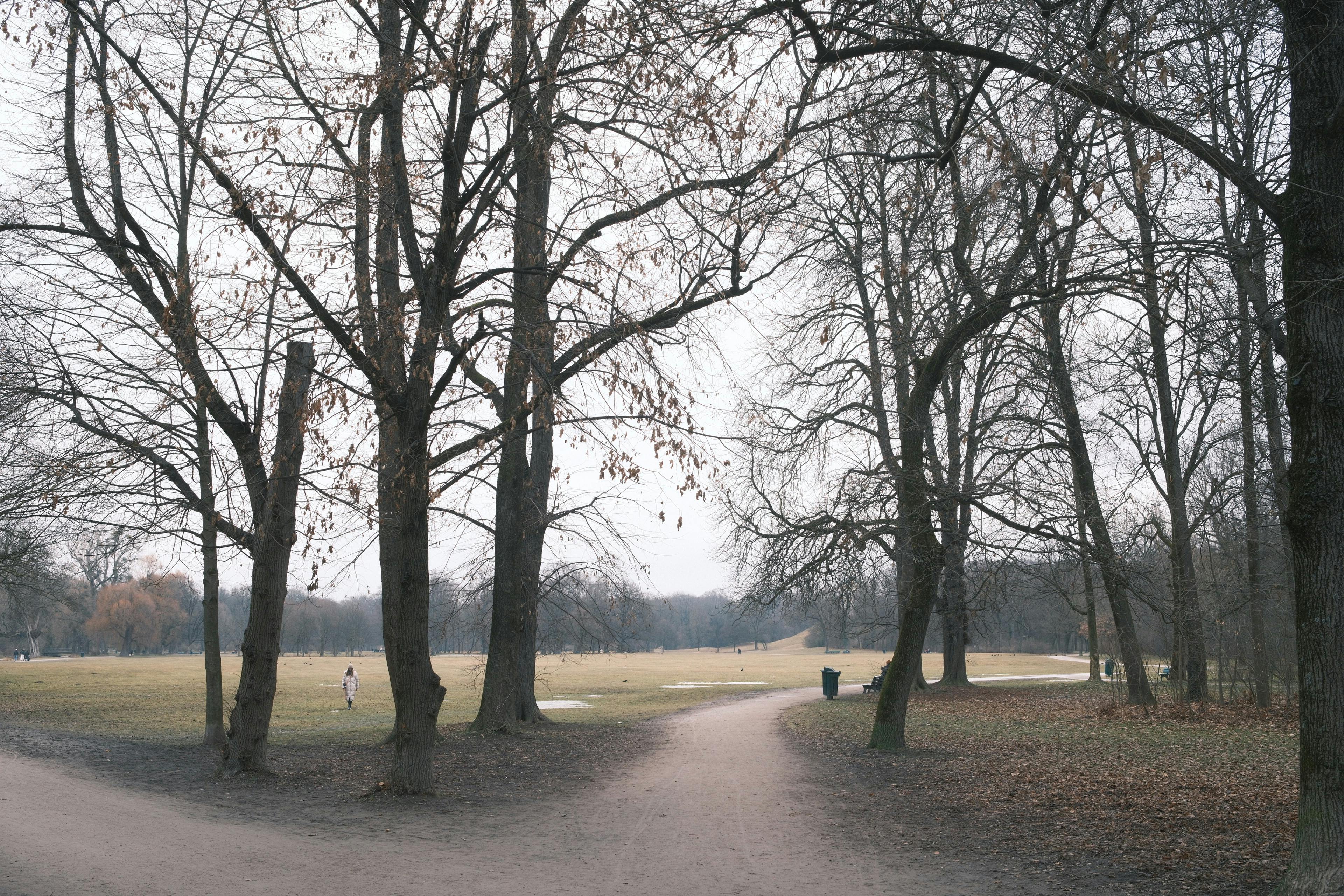 Gratis Naturskøn udsigt over en vintersti gennem en park i München, Tyskland, med bladløse træer og en rolig atmosfære. Lagerfoto