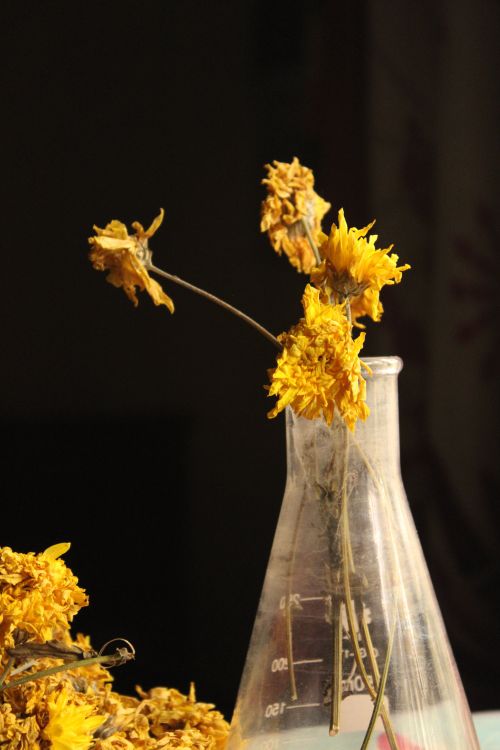 Free Artistic still life of dried yellow flowers in a laboratory beaker. Stock Photo