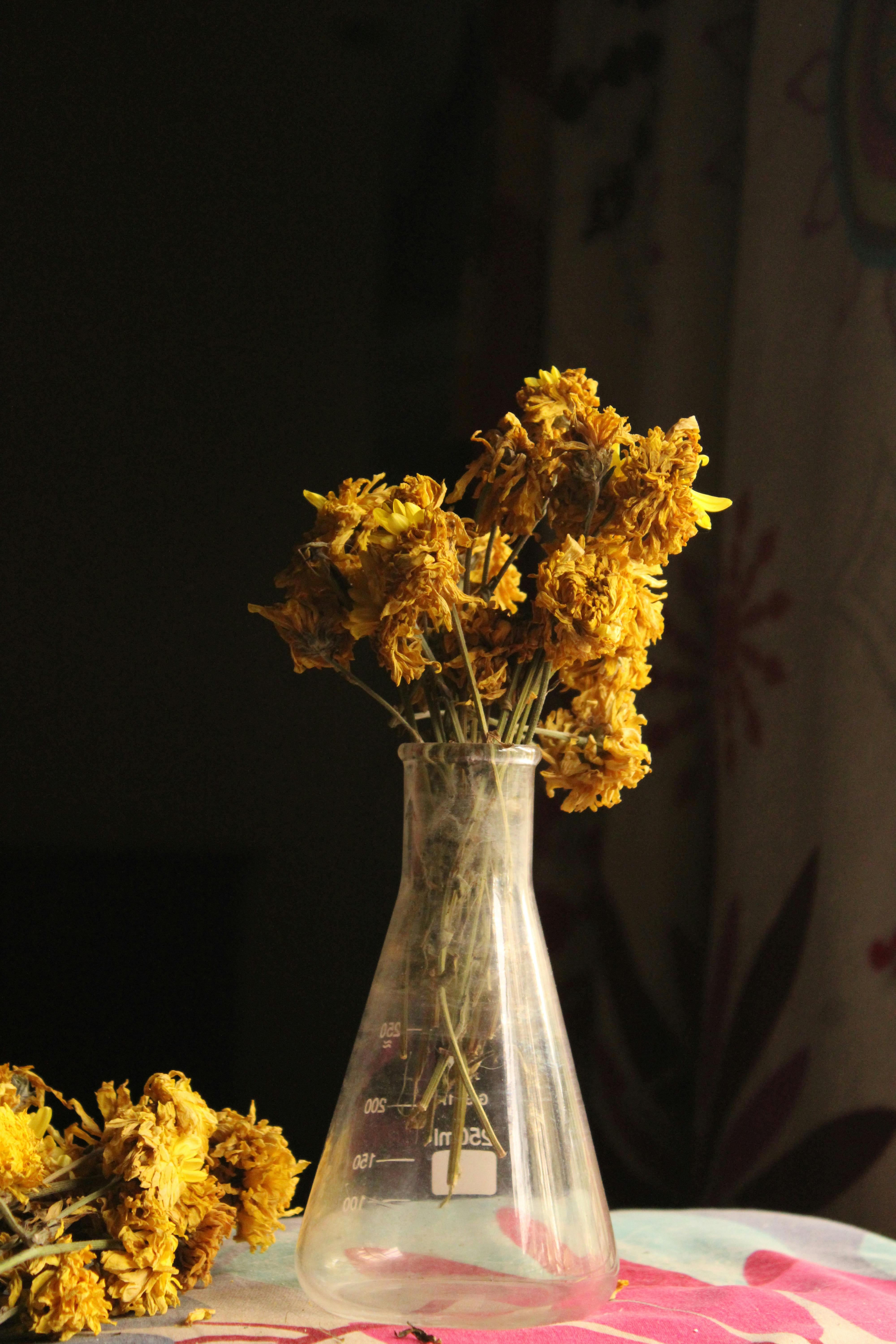 Bezpłatne Estetyczna kompozycja z suszonych żółtych kwiatów w kolbie laboratoryjnej, delikatne światło wewnętrzne. Zdjęcie z galerii