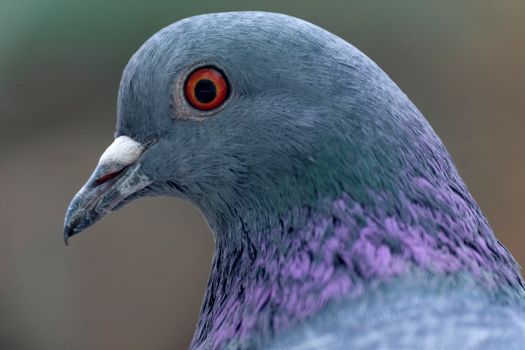 Detailed image capturing the vibrant plumage and eye of a rock pigeon.