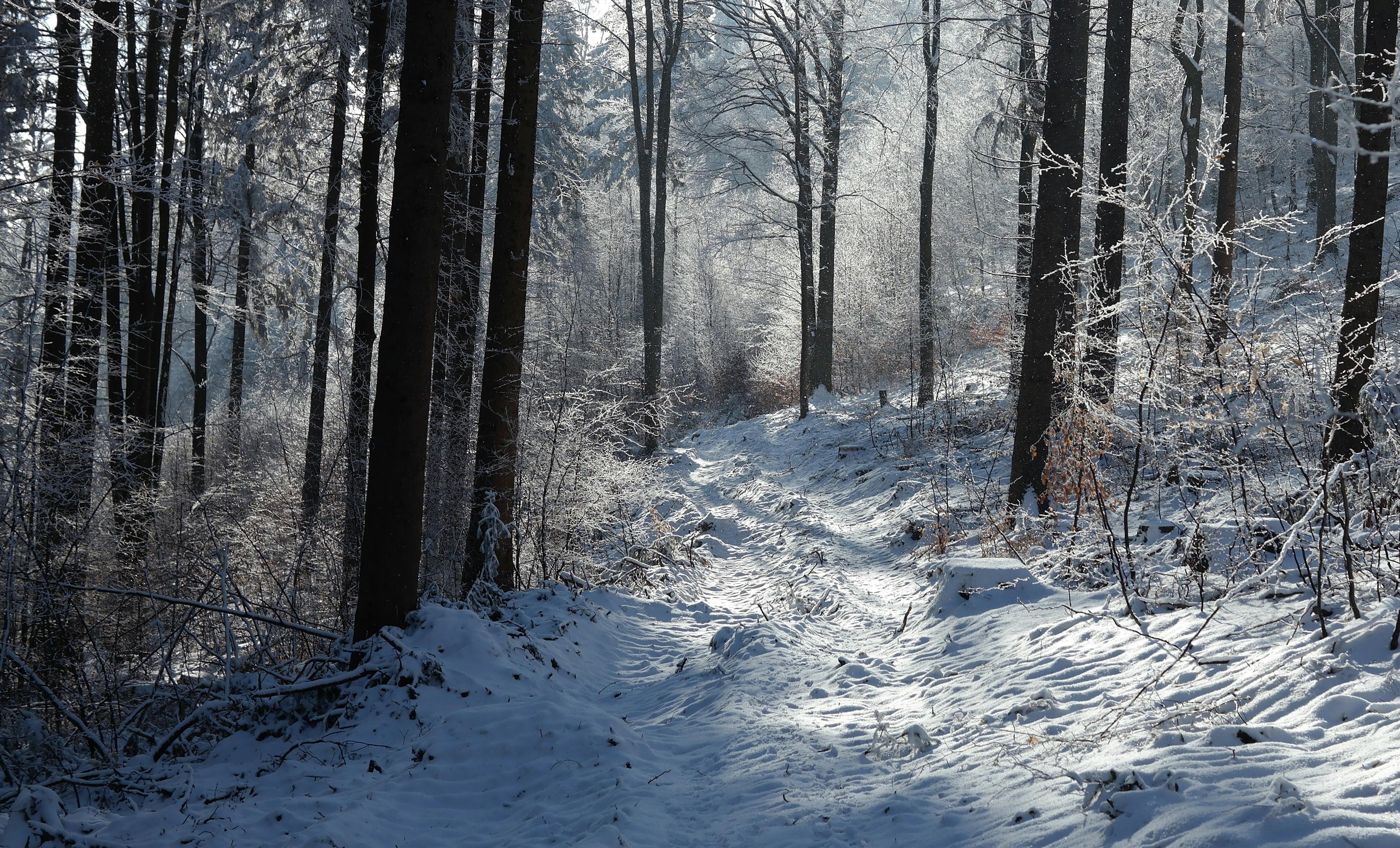 Bezpłatne Spokojna, ośnieżona leśna ścieżka, w której zimą promienie słońca prześwitują przez wysokie drzewa. Zdjęcie z galerii