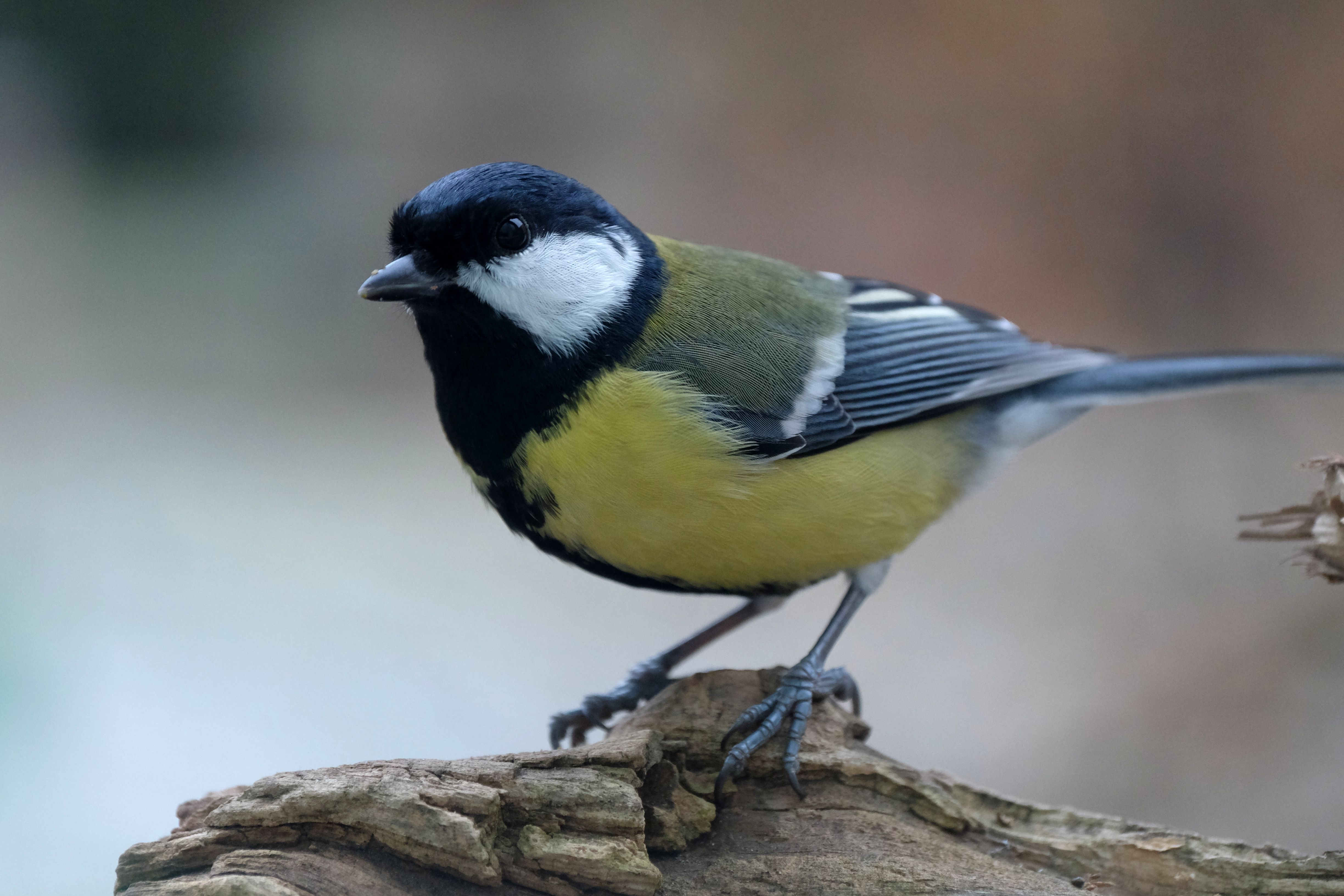 Great tit British bird profile