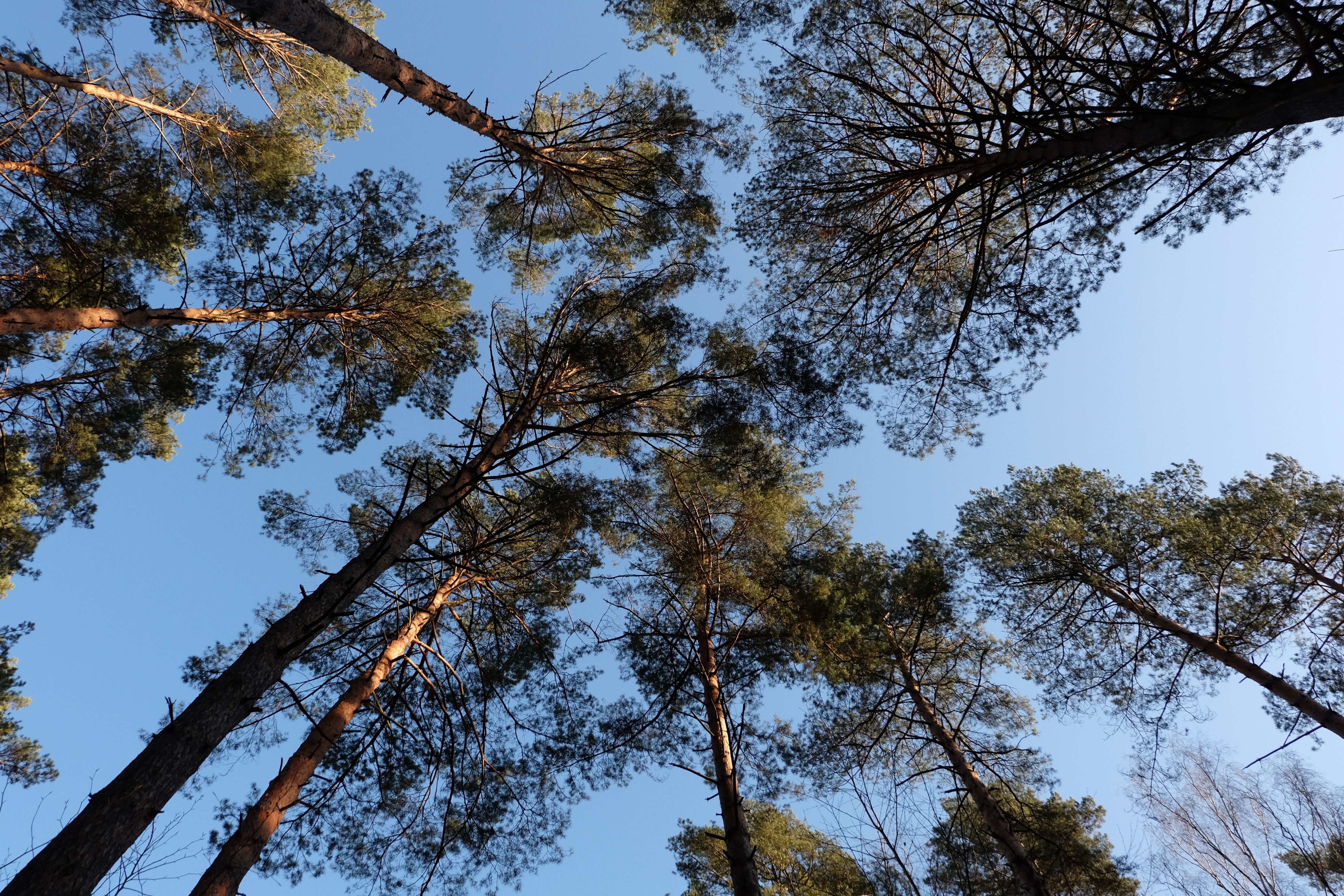 Visão aérea do topo de árvores altas sob um céu claro, transmitindo uma sensação de conexão com a natureza e tranquilidade.