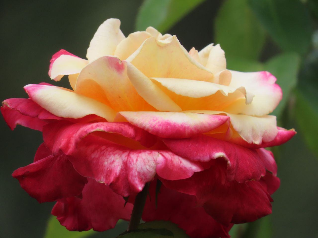 close up of a vibrant red and yellow rose captured outdoors in sydney