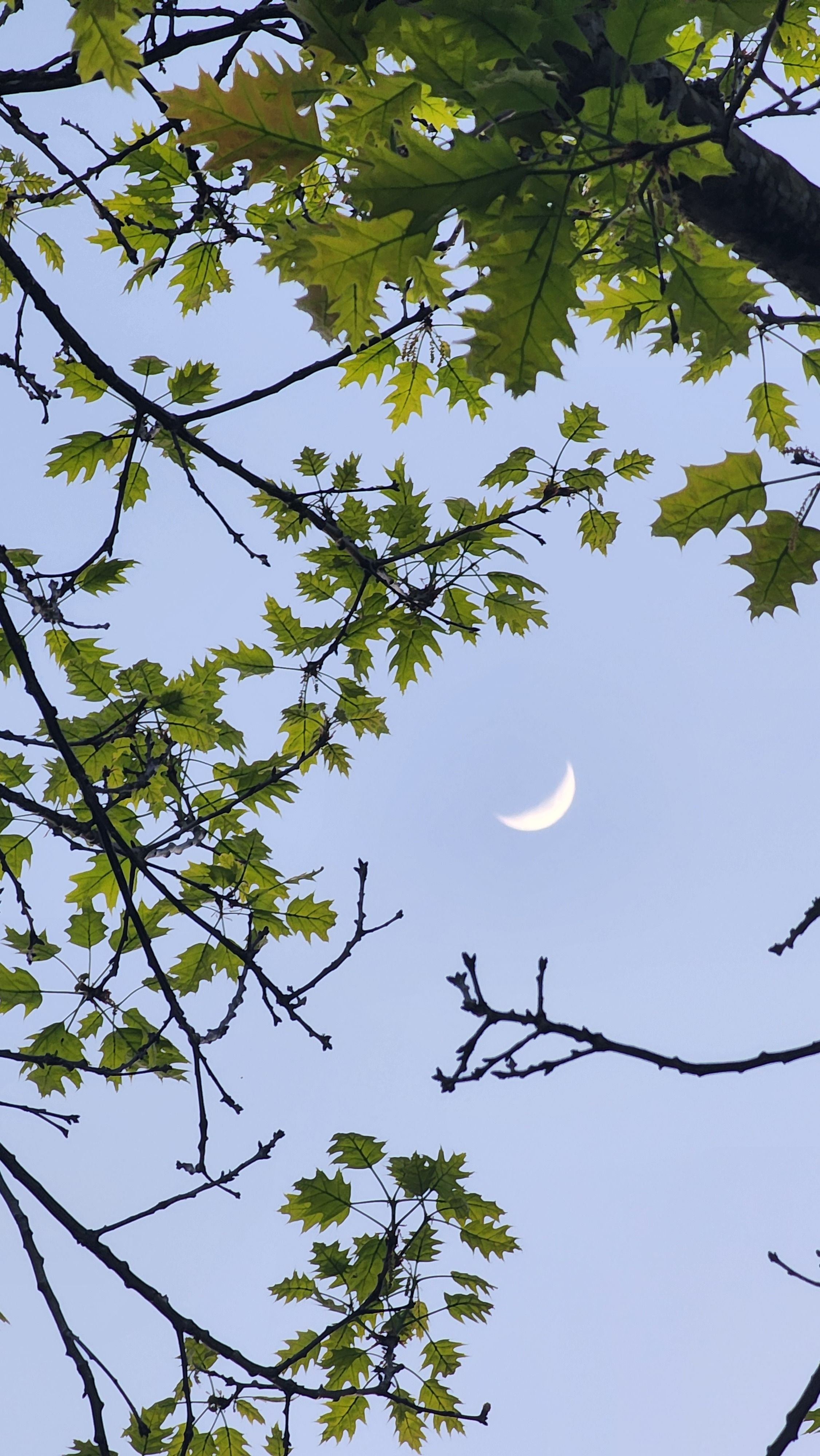 A crescent moon framed by spring leaves, capturing nature's serene beauty.