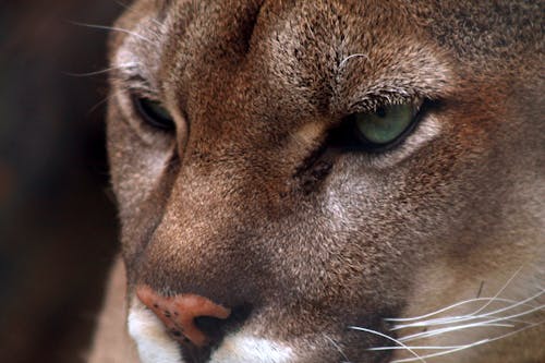 Foto profissional grátis de leão da montanha, puma