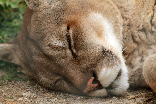 Foto profissional grátis de leão da montanha, puma