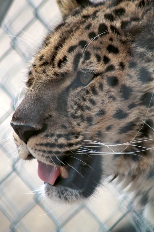 Foto profissional grátis de leopardo