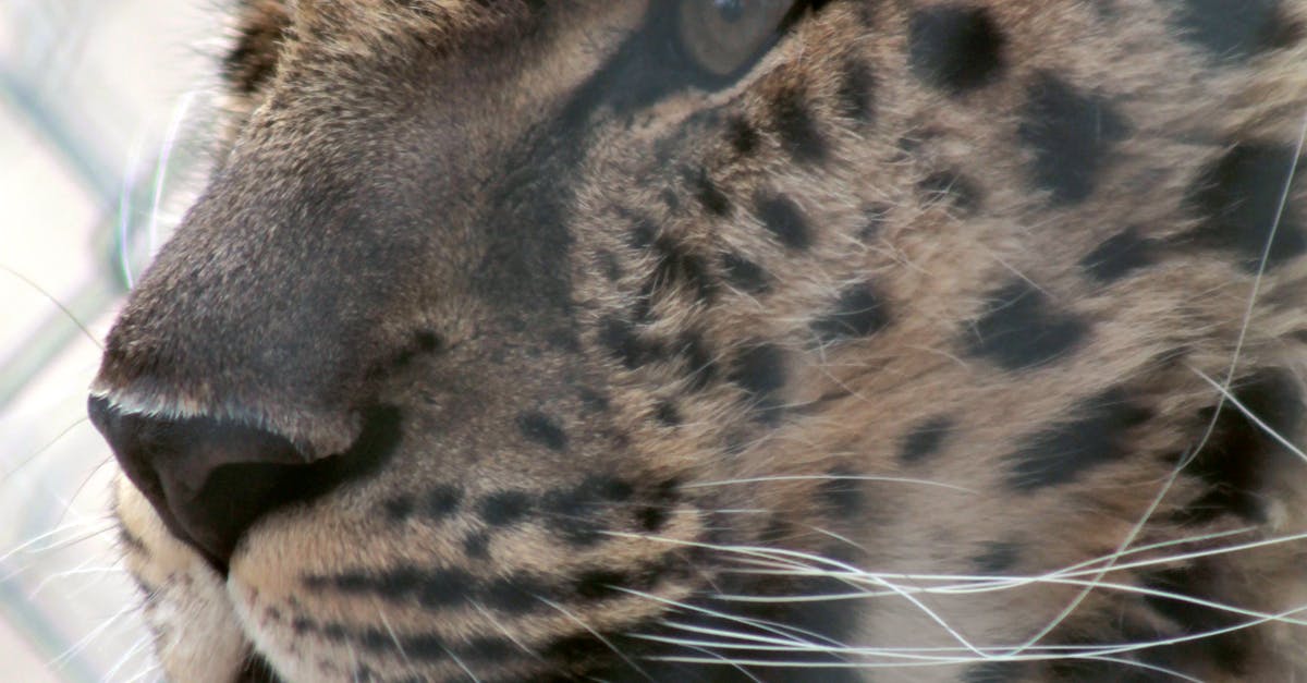 Free stock photo of big cat, leopard