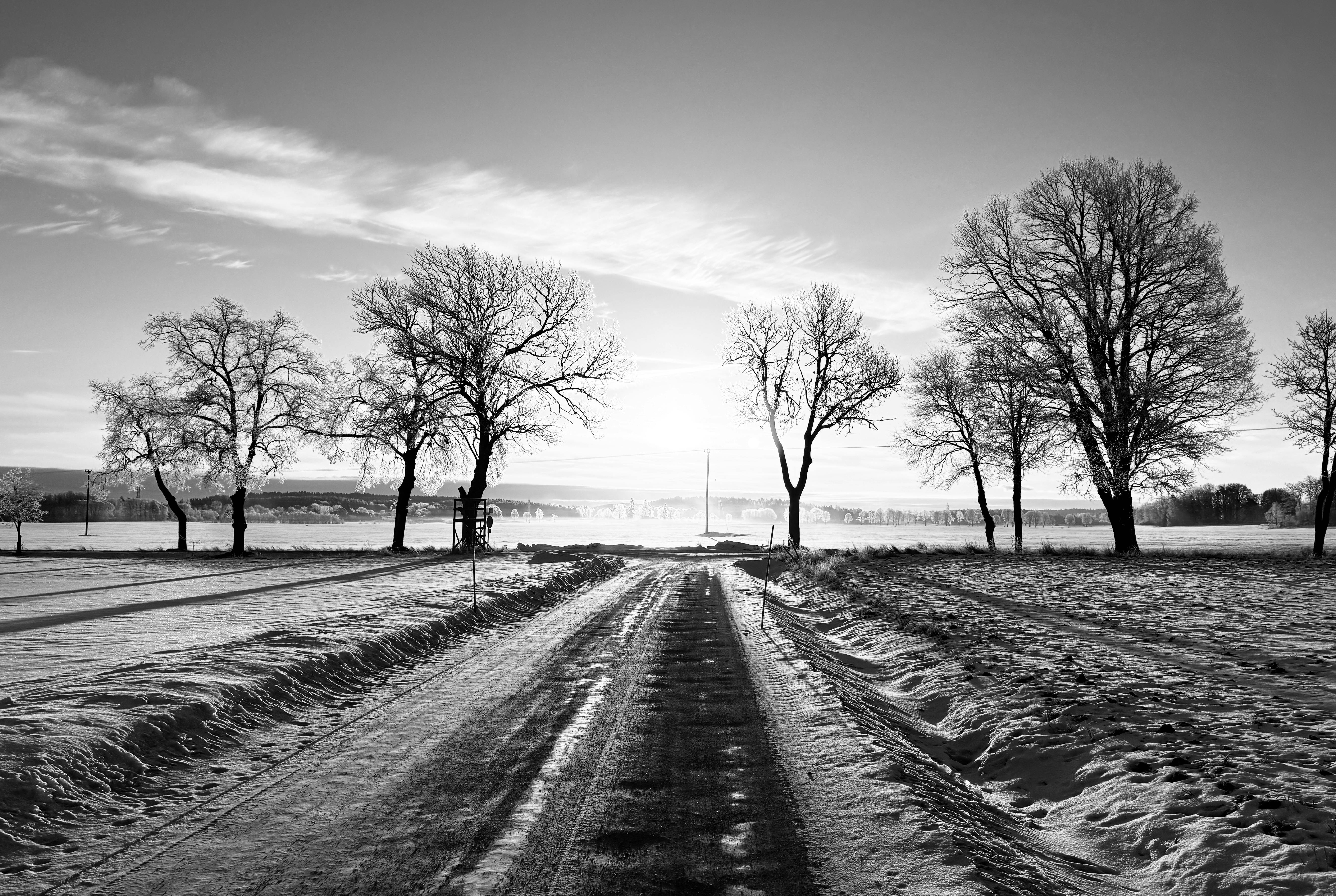 Gratis Pemandangan musim dingin yang tenang menampilkan jalan bersalju yang dipenuhi pepohonan tanpa daun. Foto Stok